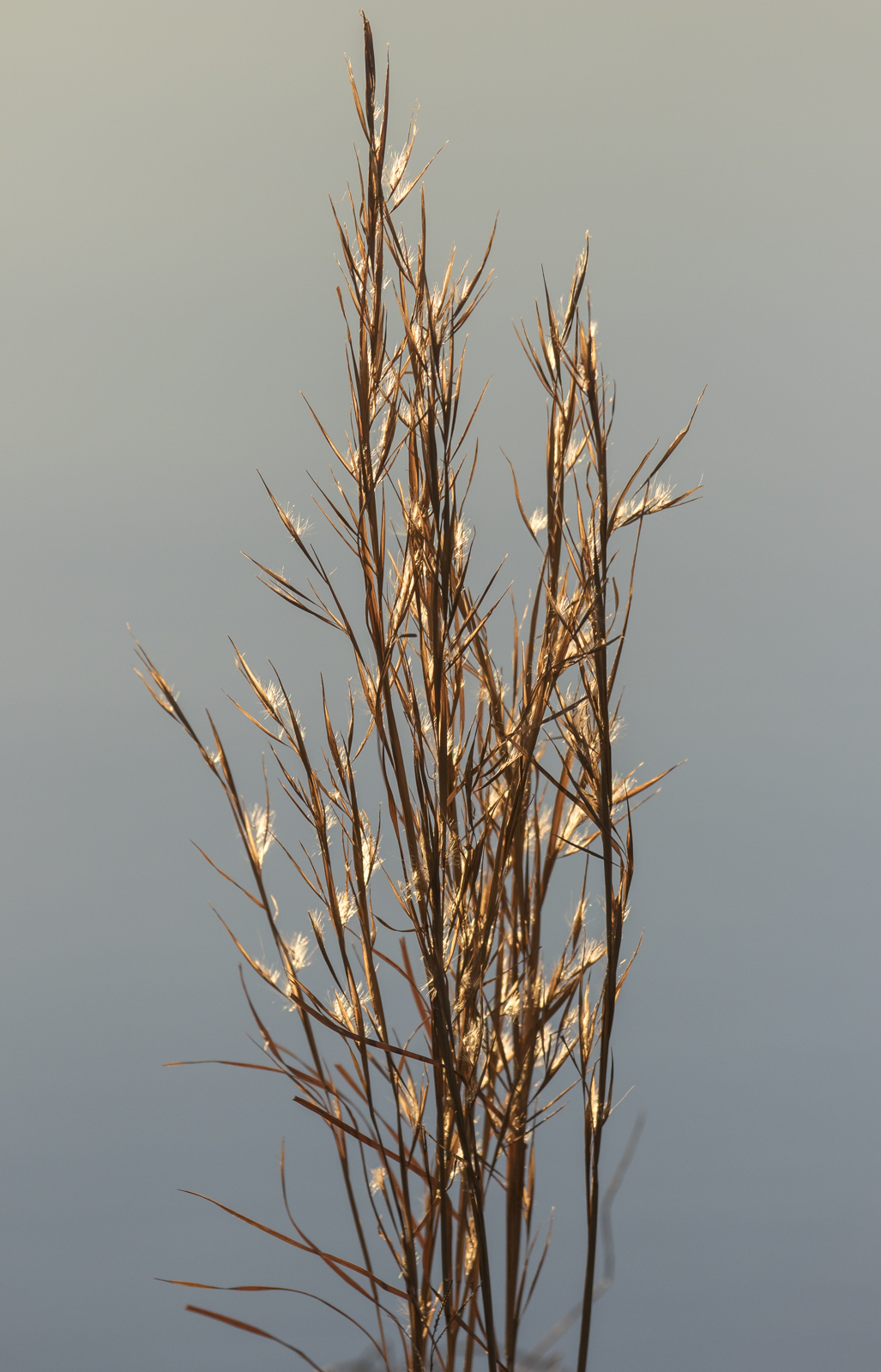 broomsedge highlighted by setting sun