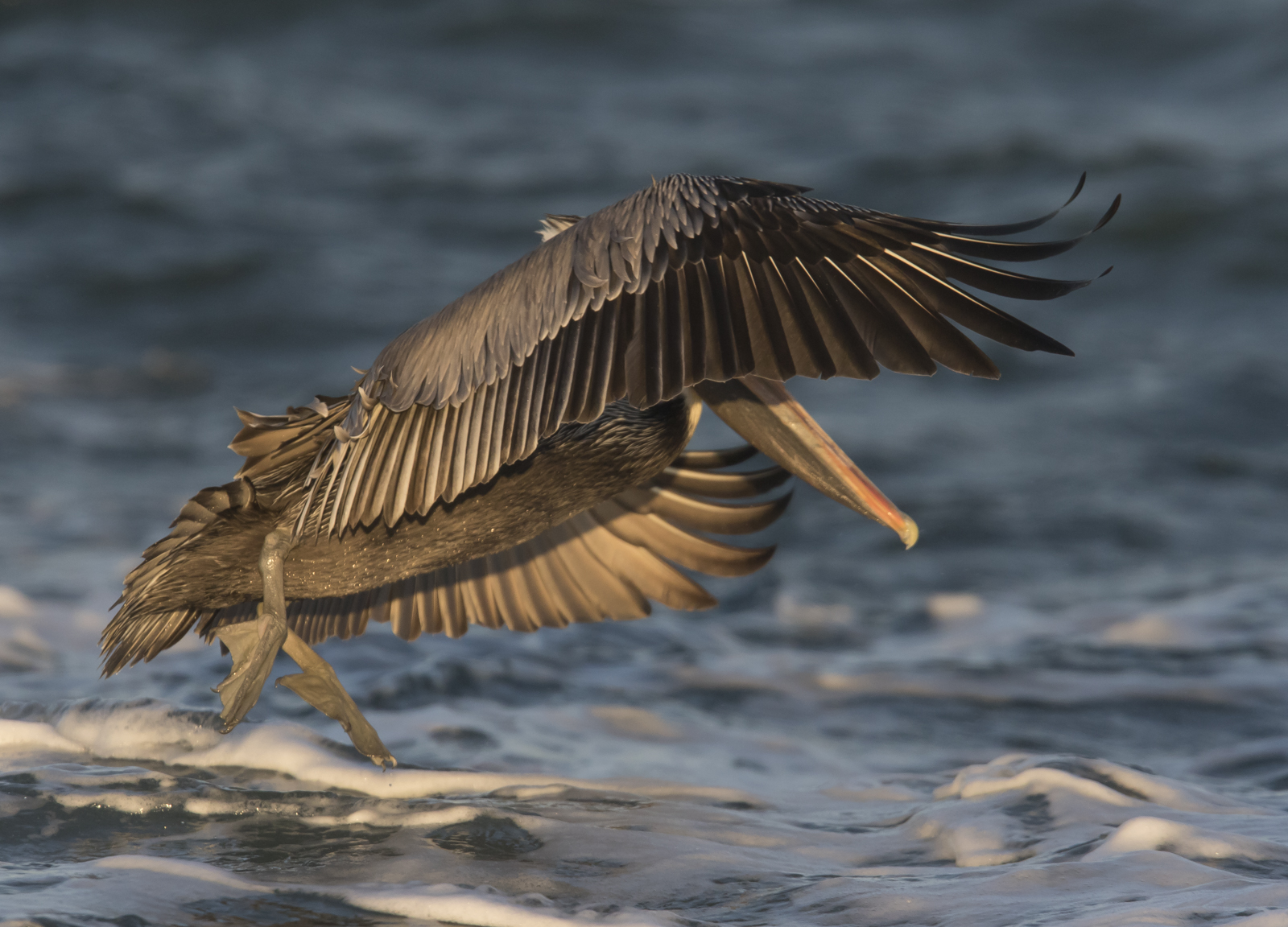 brown pelican adult at sunrise