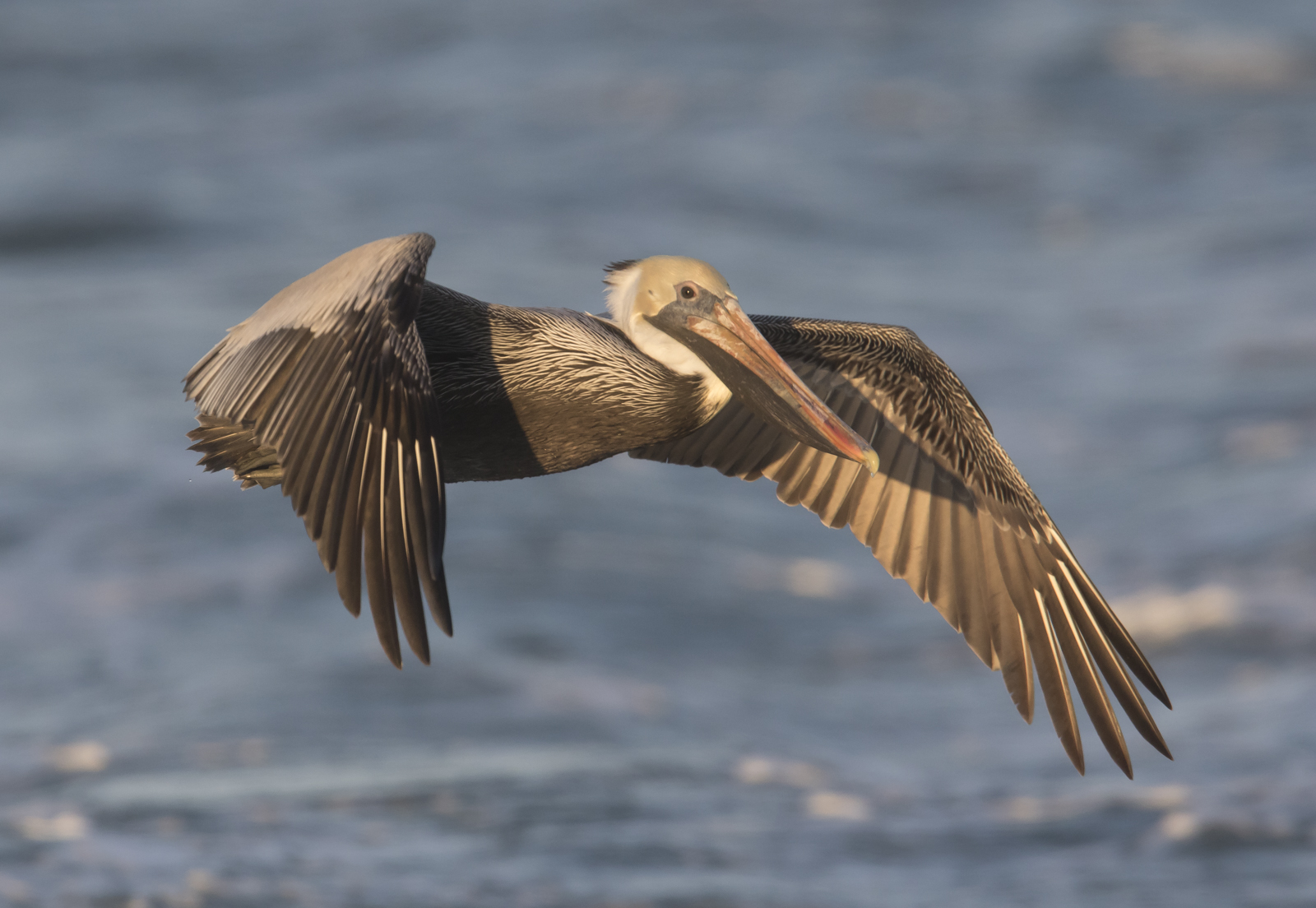 Brown pelican adult