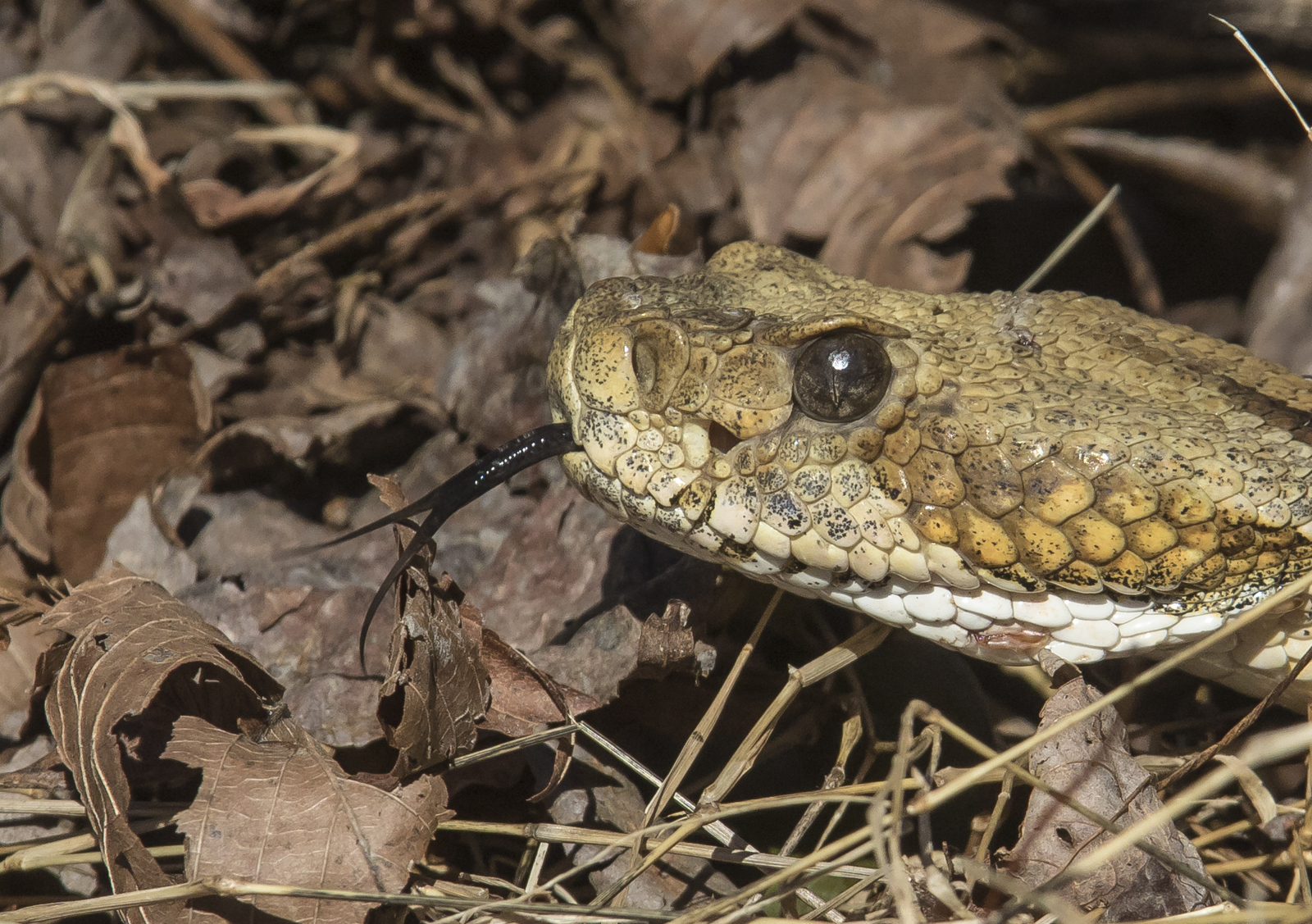 canebrake rattlesnake head
