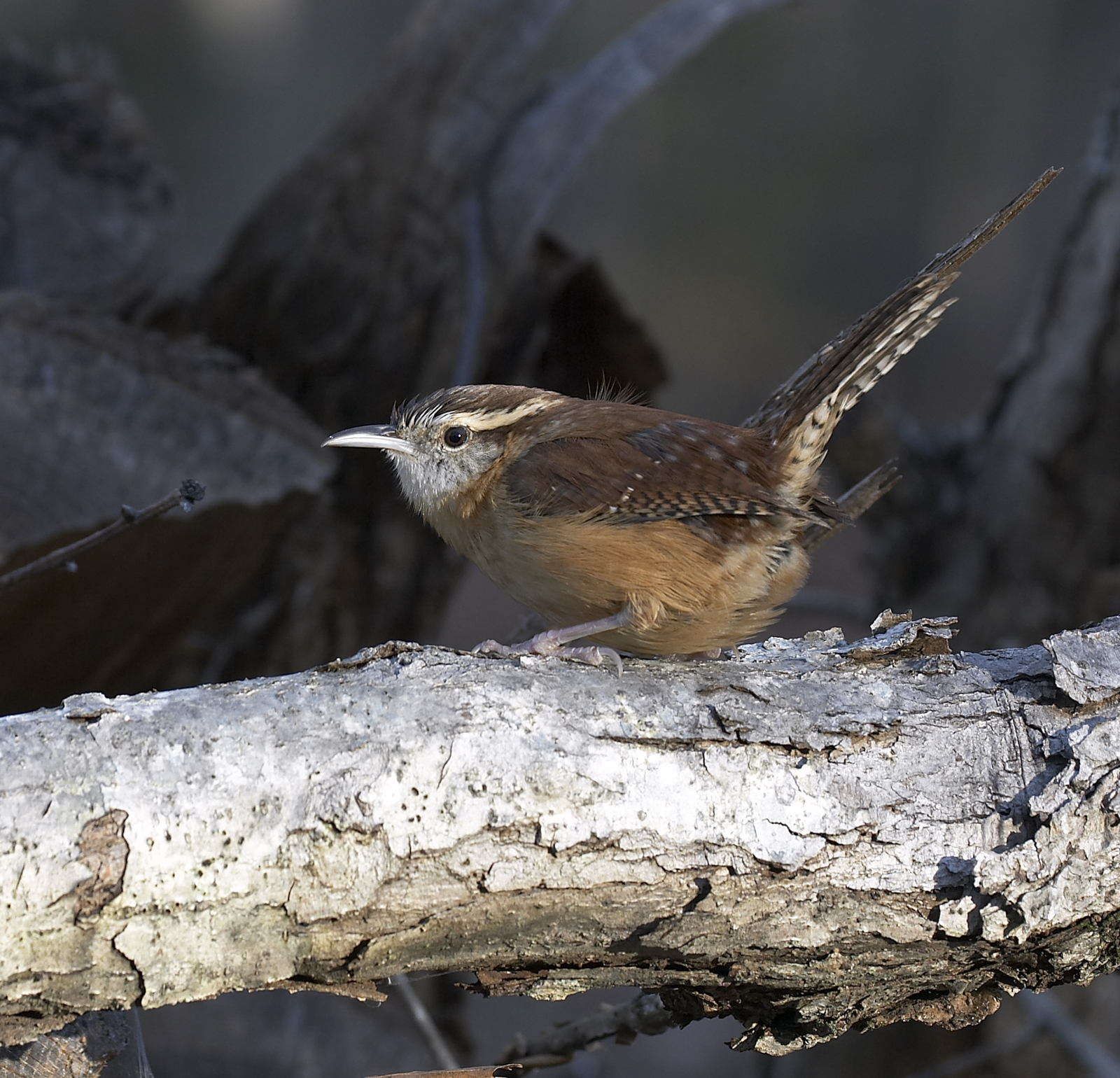 Carolina wren