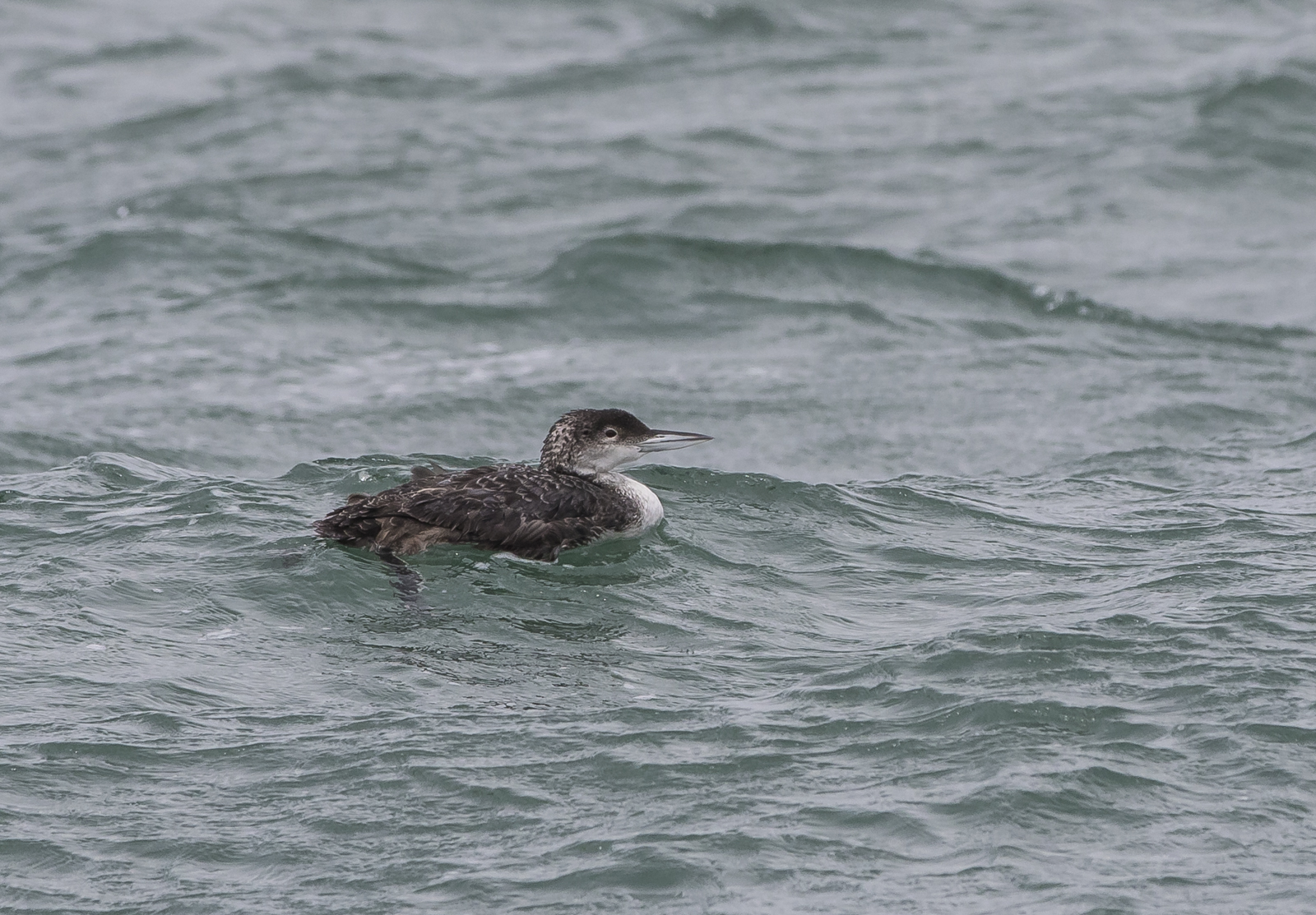 common loon
