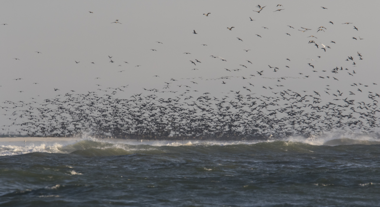 Cormorant flock leaving the roost