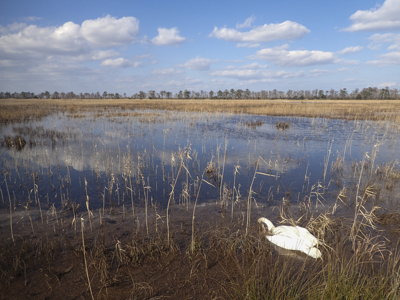 dead swan in marsh