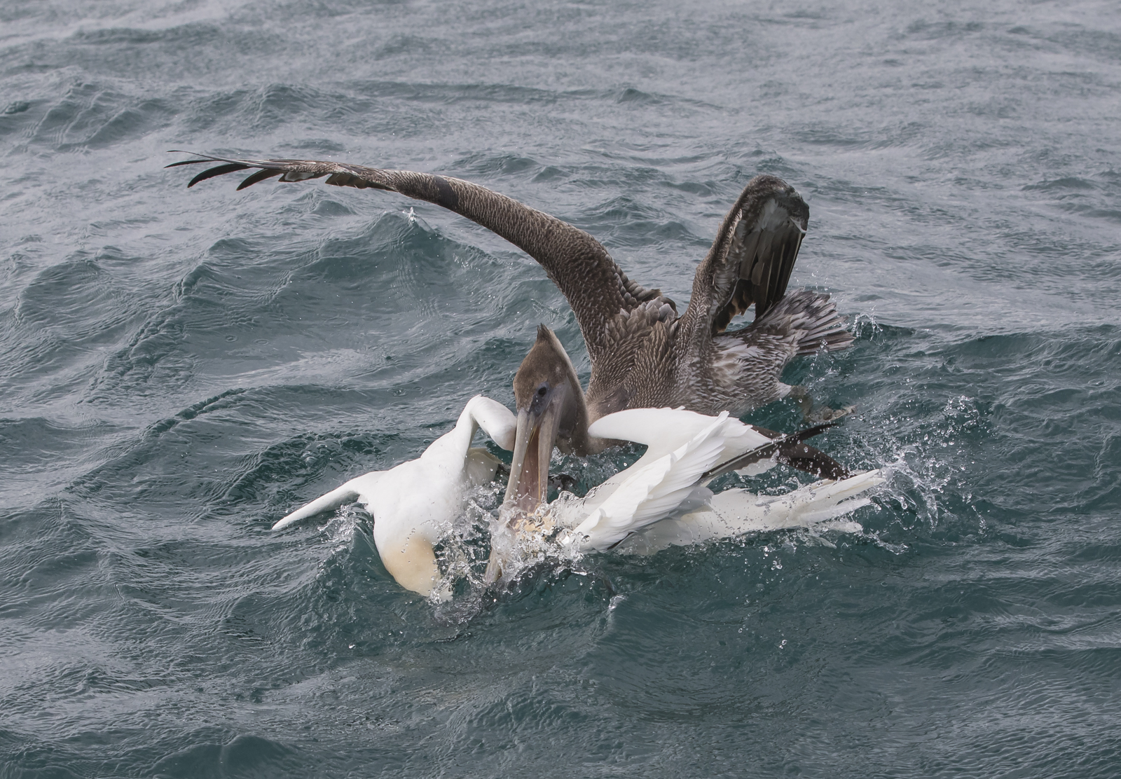 Gannet fight over fish with pelican joining in