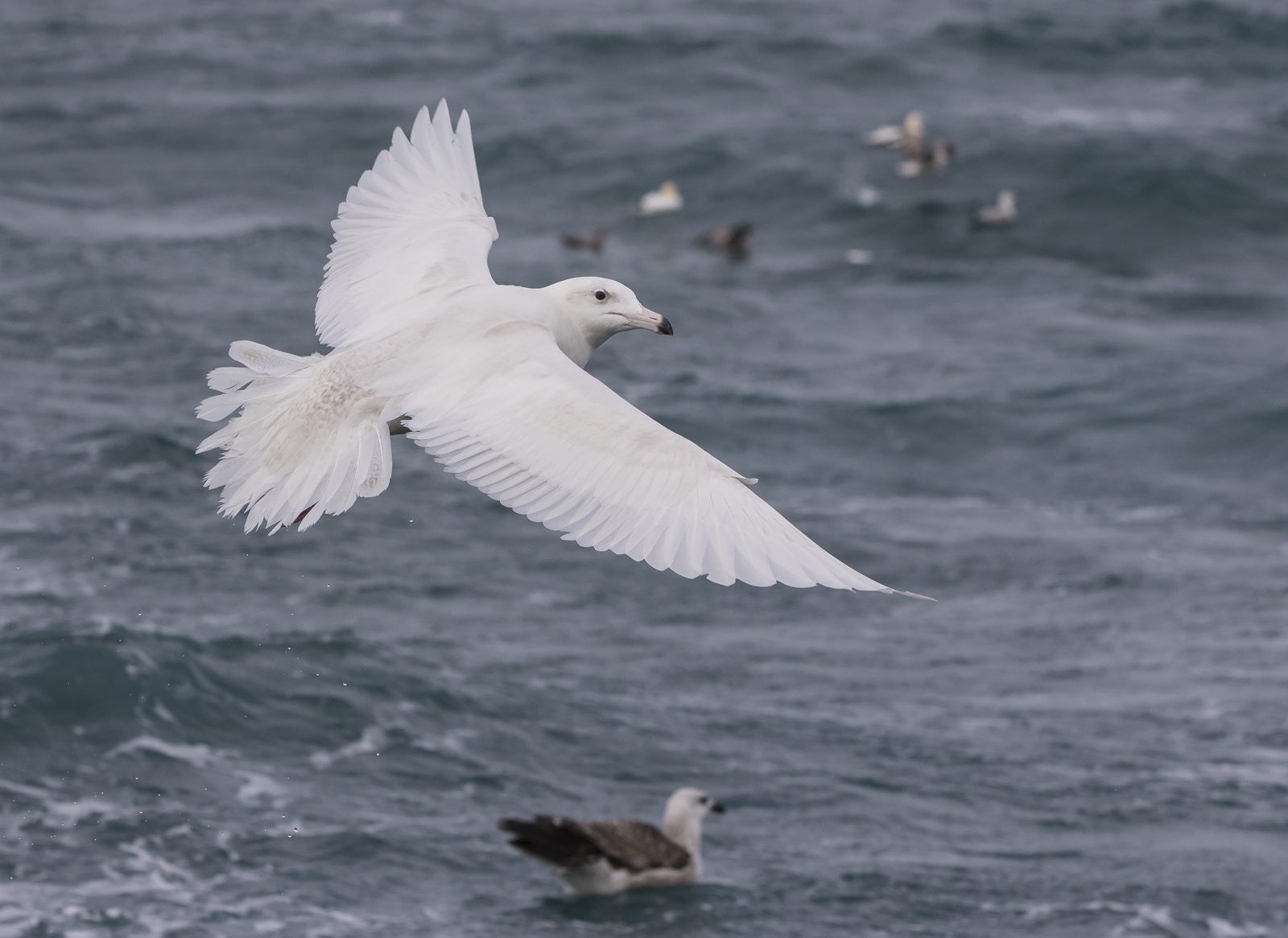 glaucous gull 1