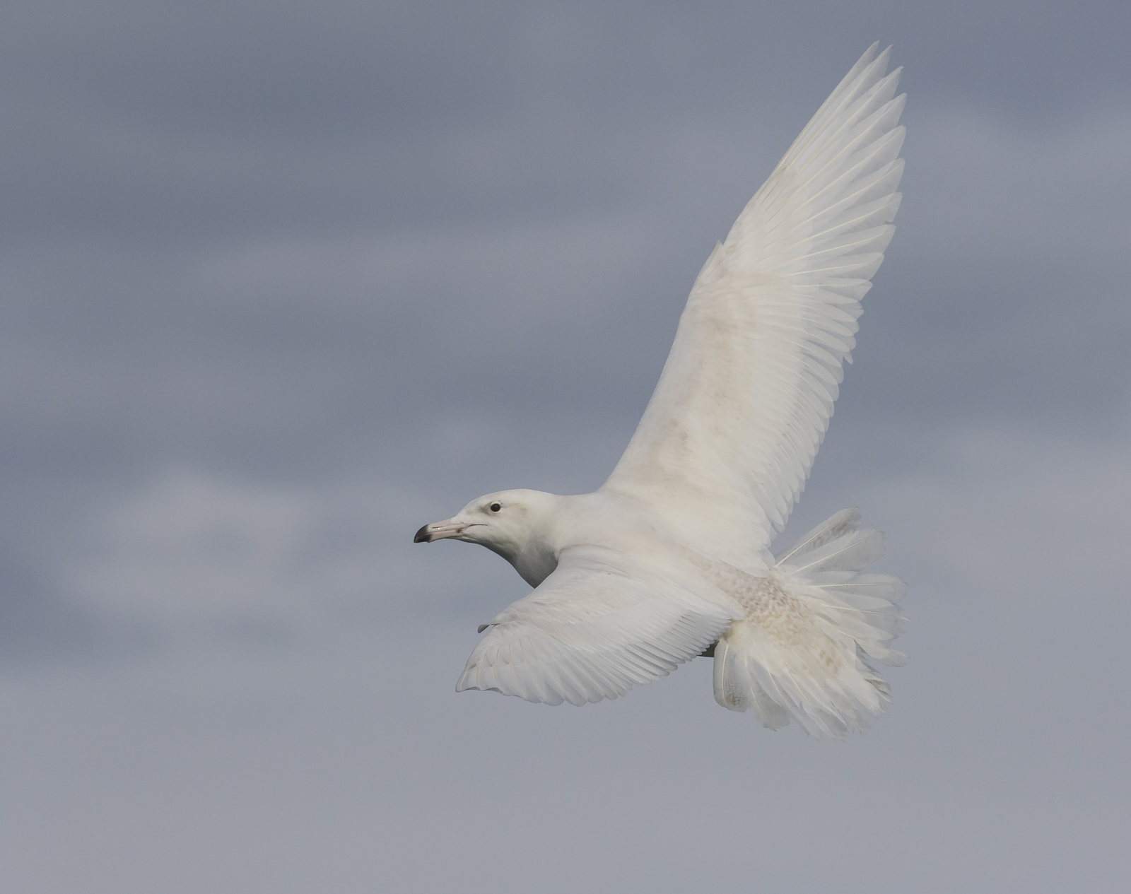 glaucous gull 2