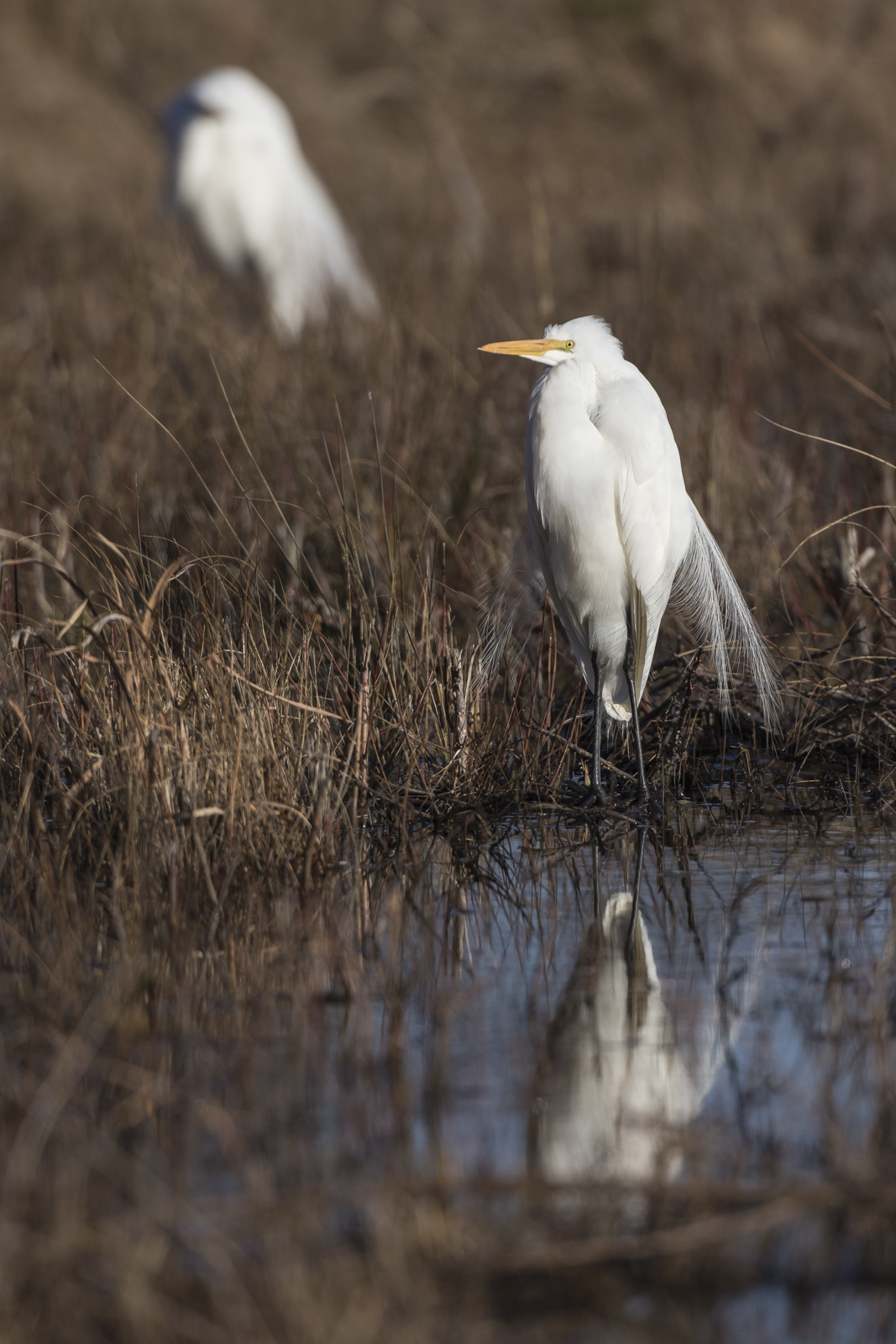 grat egret and reflection