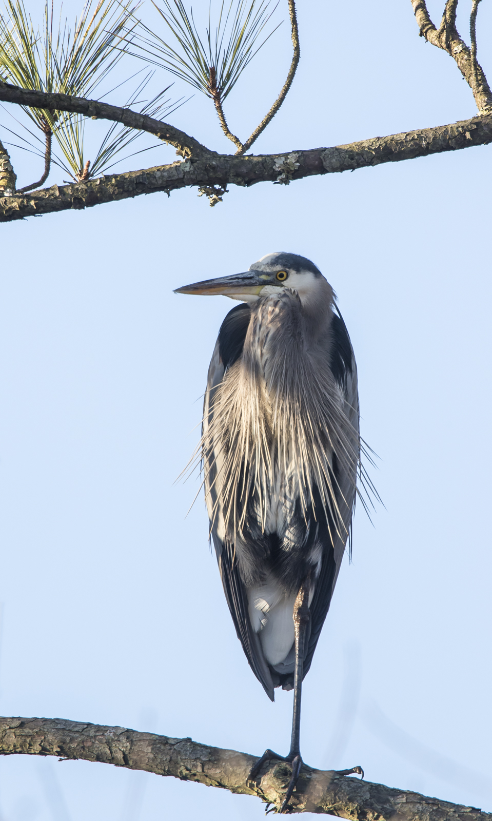 great blue heron in tree