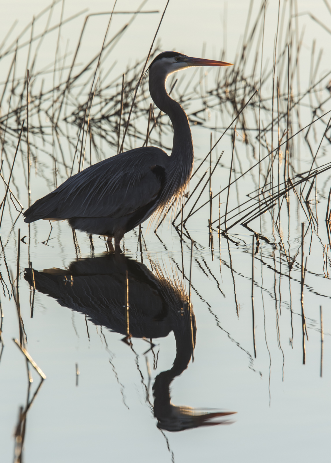 great blue heron silhouette