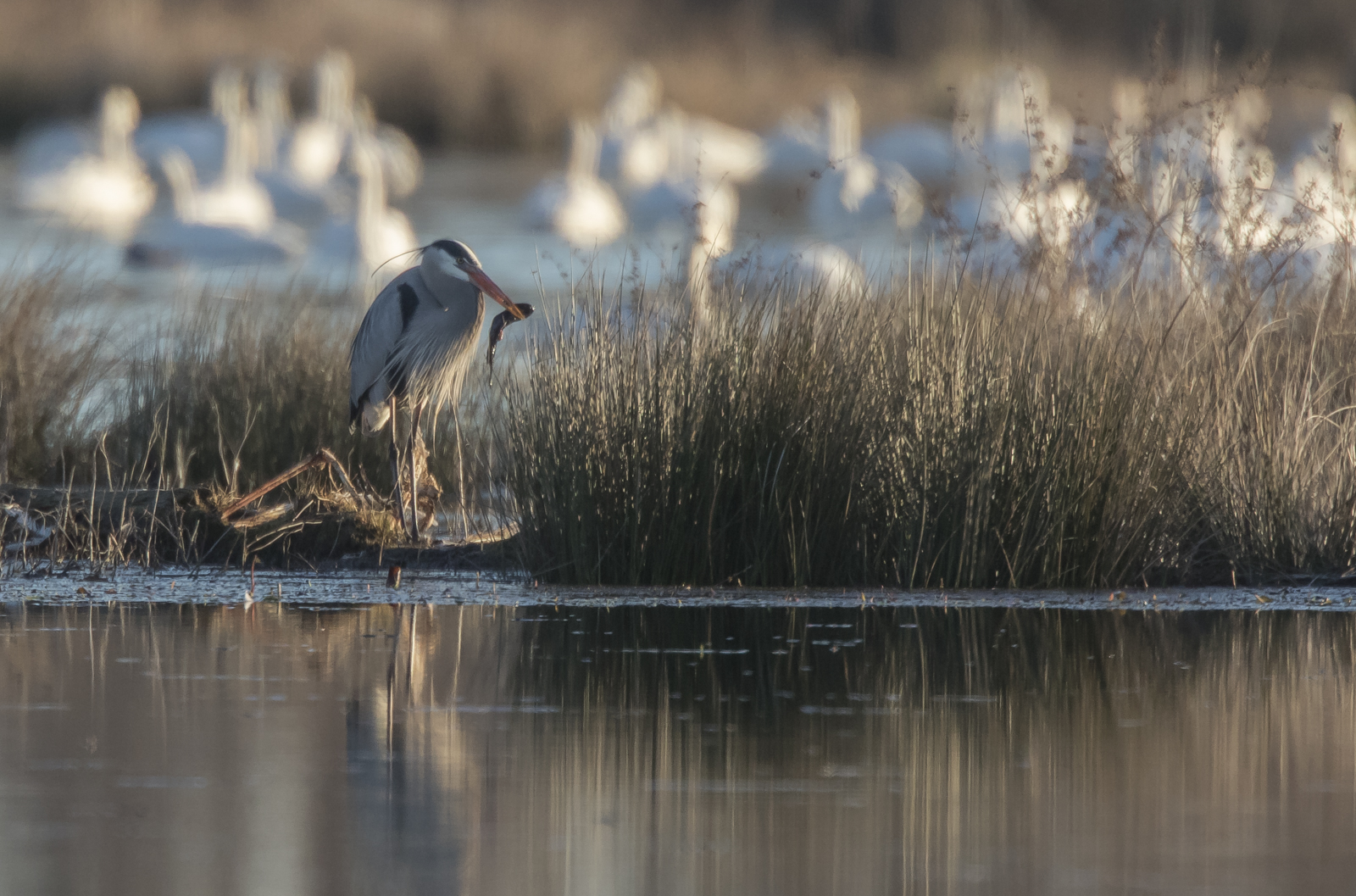 Great blue heron with catfish