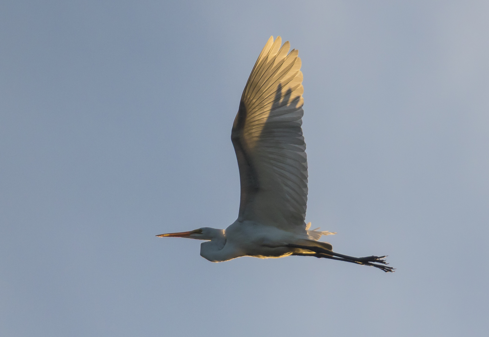 Great egret flying at sunset 1