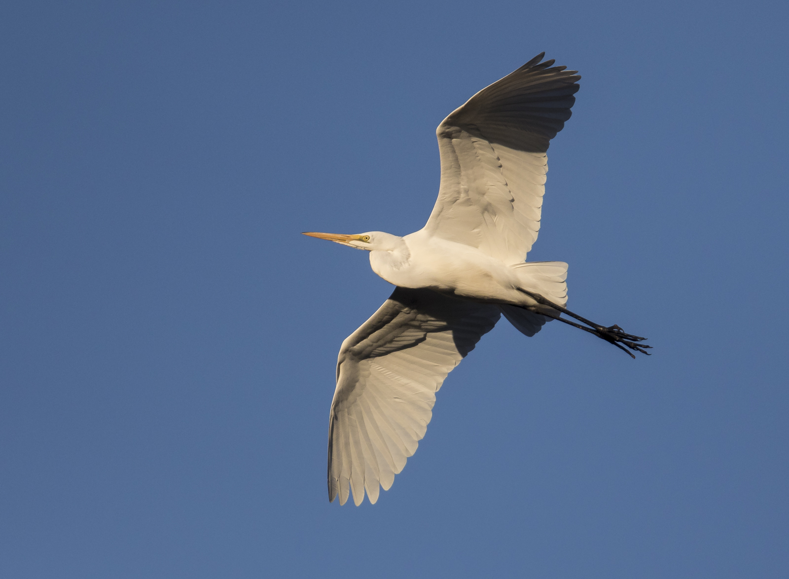 Great egret flying at sunset 2