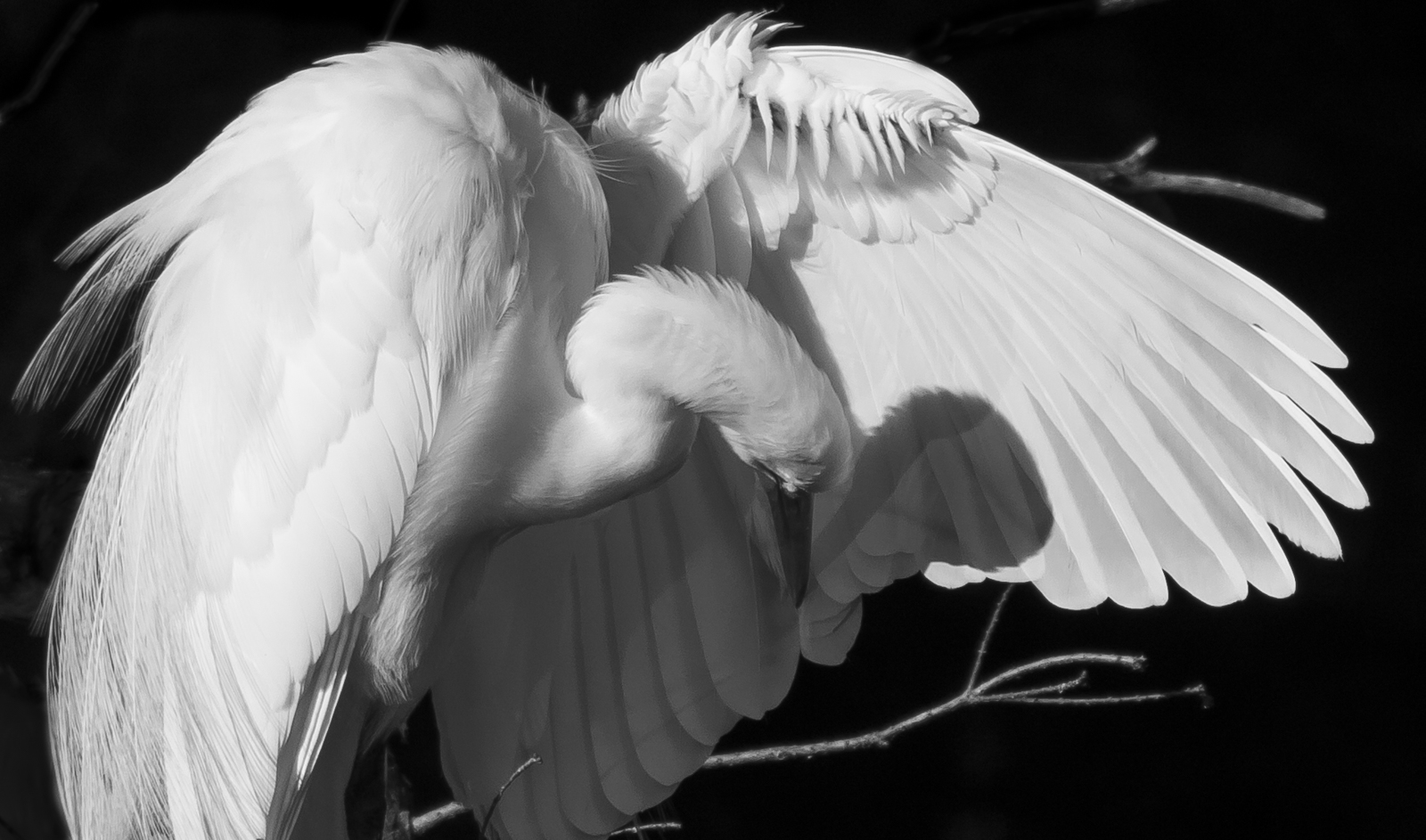 Great egret preening in black and white