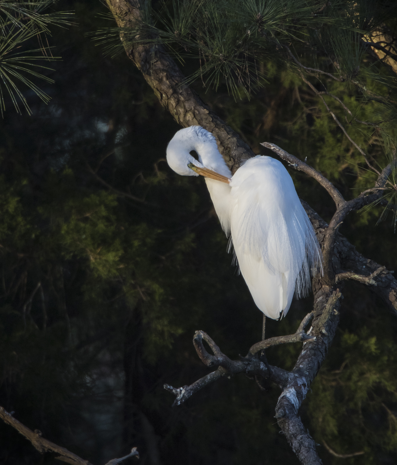 Great egret preening in golden light