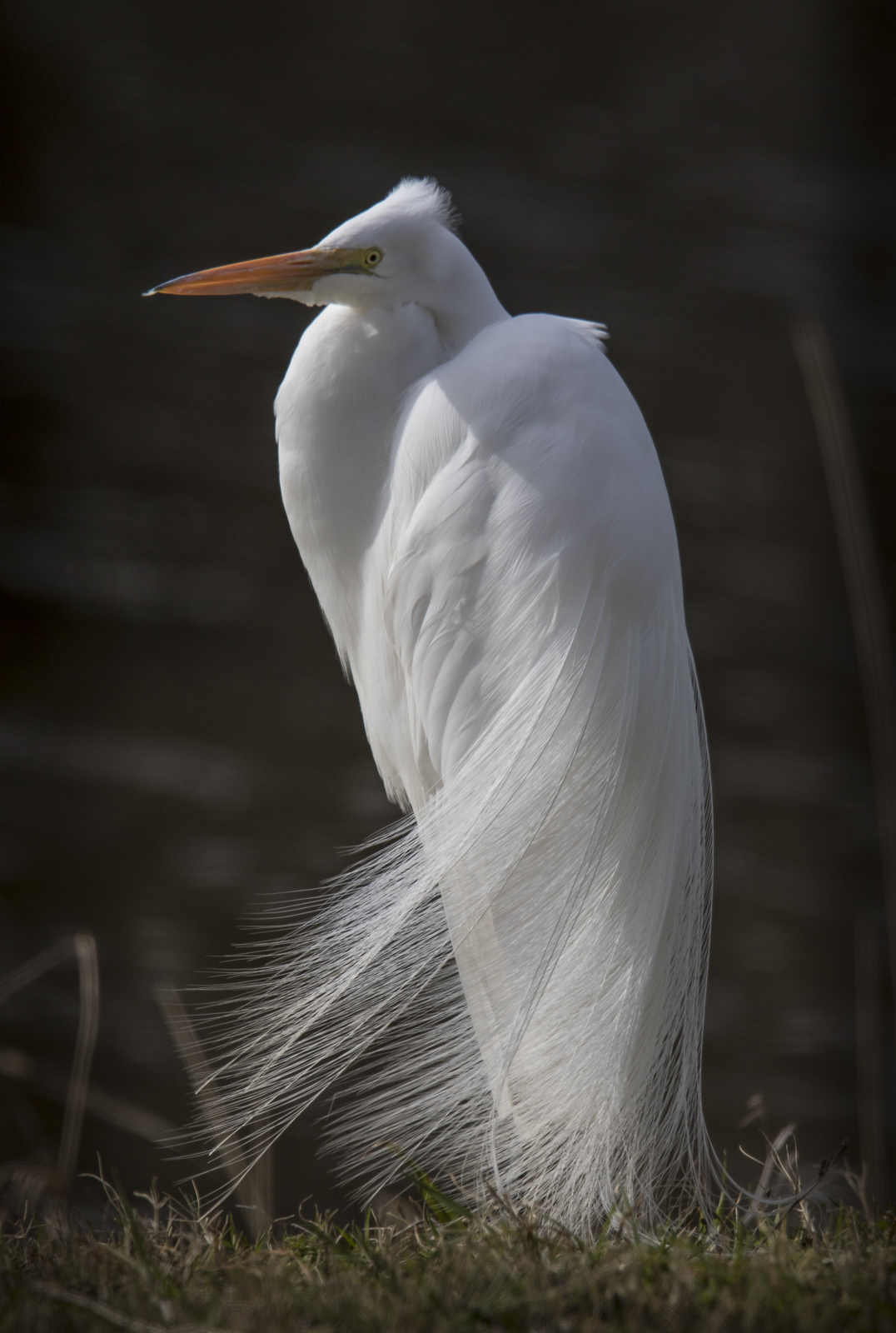 Great egret with plumes 1