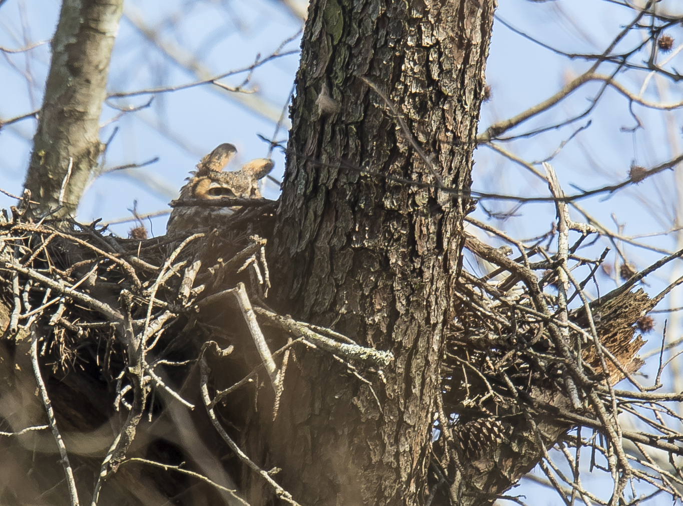 great horned owl nest close up