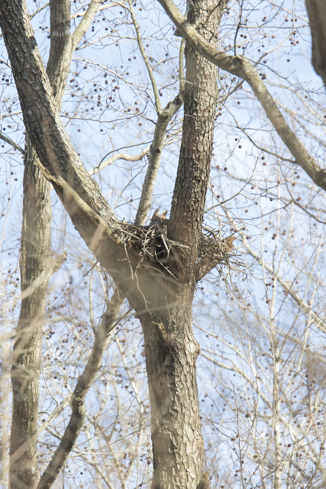 great horned owl nest