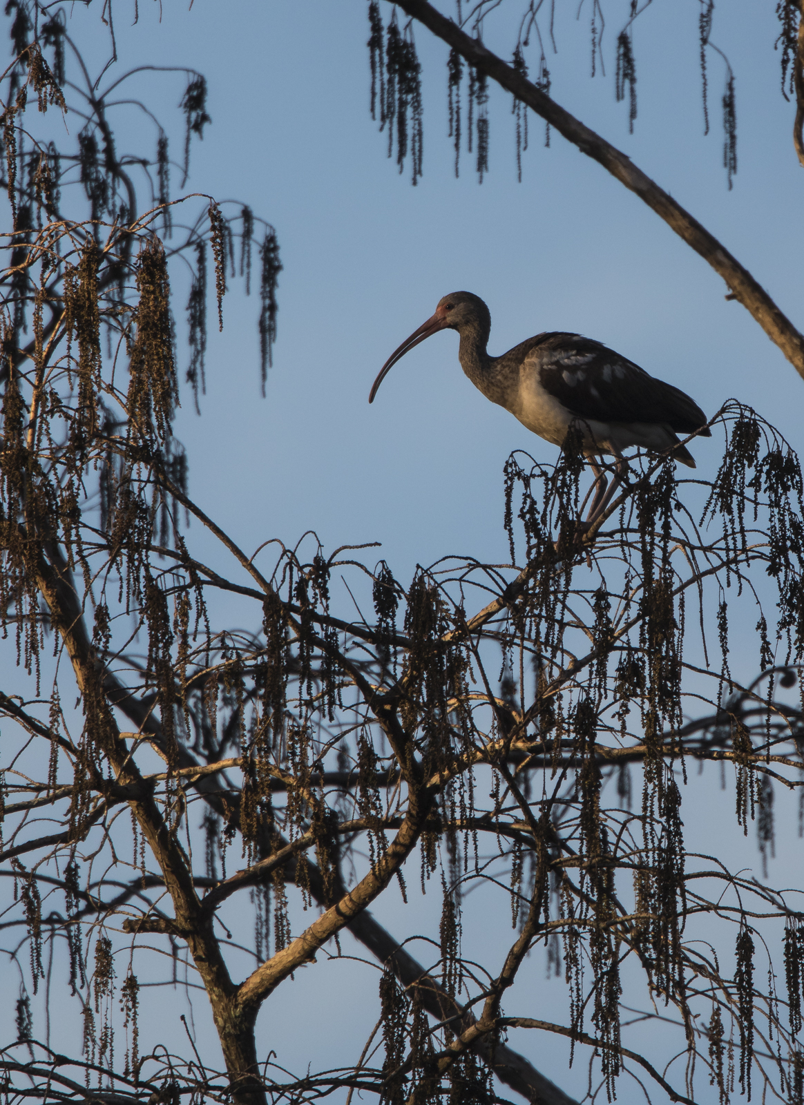 ibis silhouette at sunset