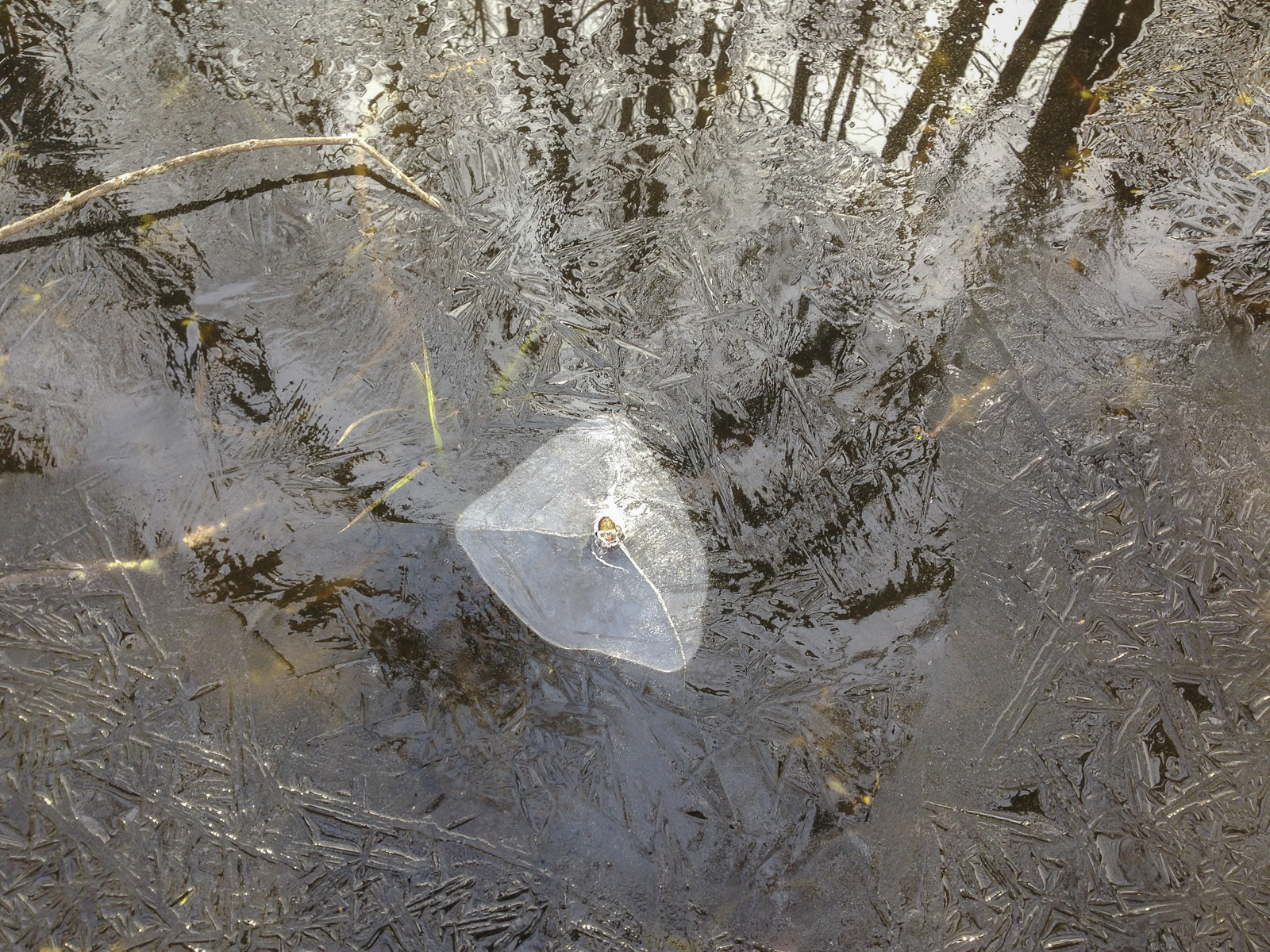 ice in swamp 1