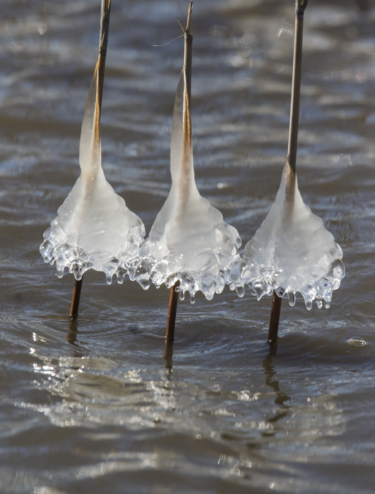 Ice on reeds at Lake Mattamuskeet