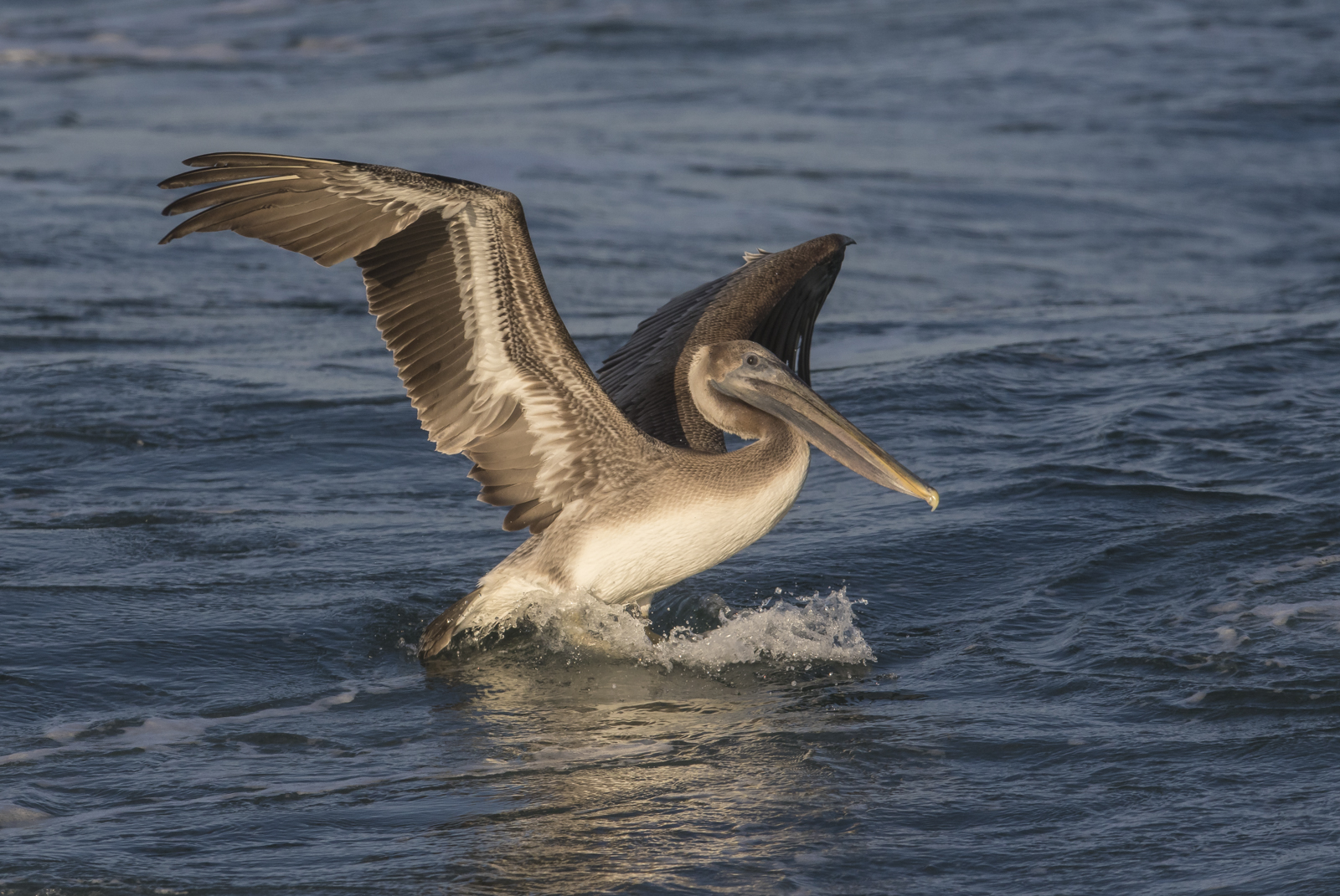 Juvenile brown pelican landing in water