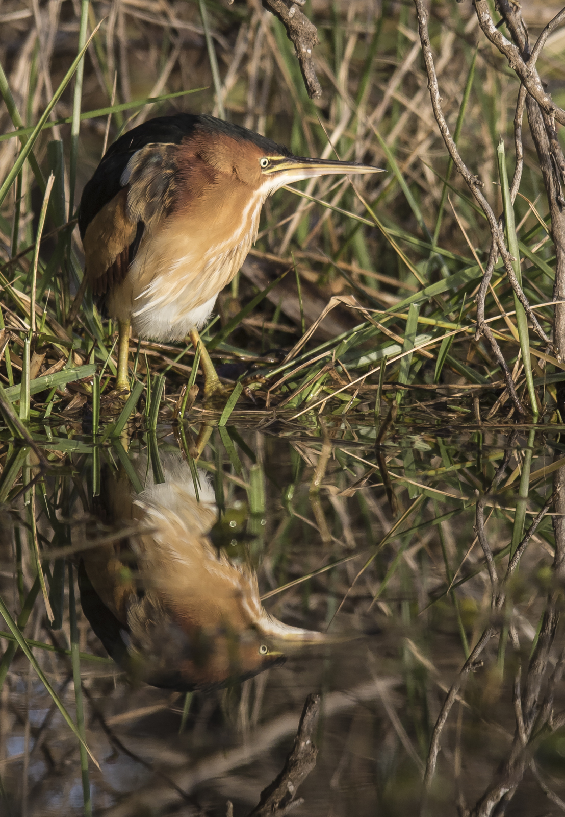 least bittern and reflection 1