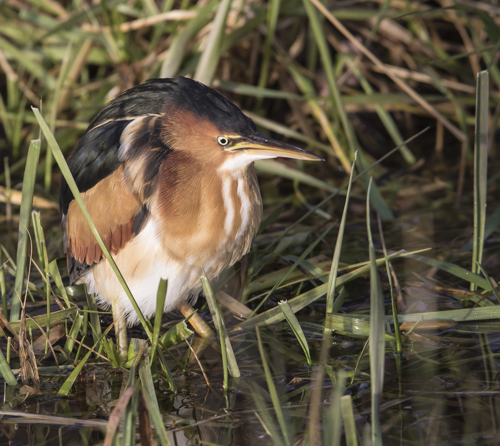 least bittern