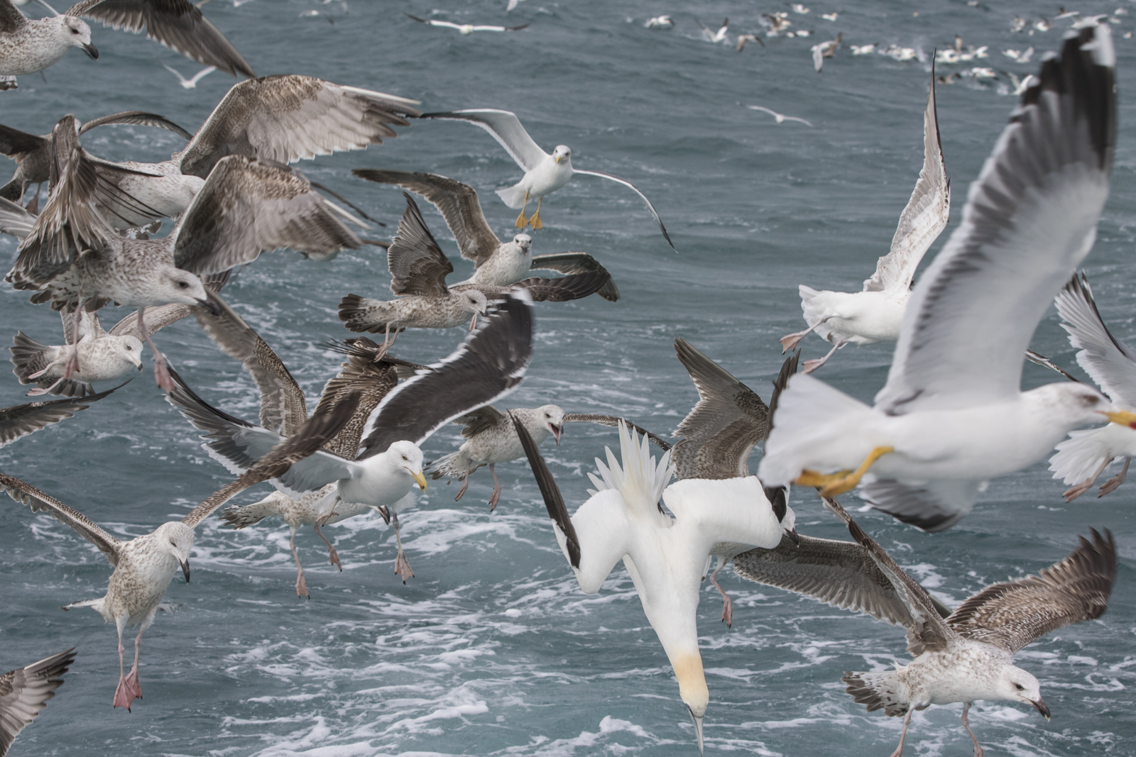 Mass of birds behind the boat