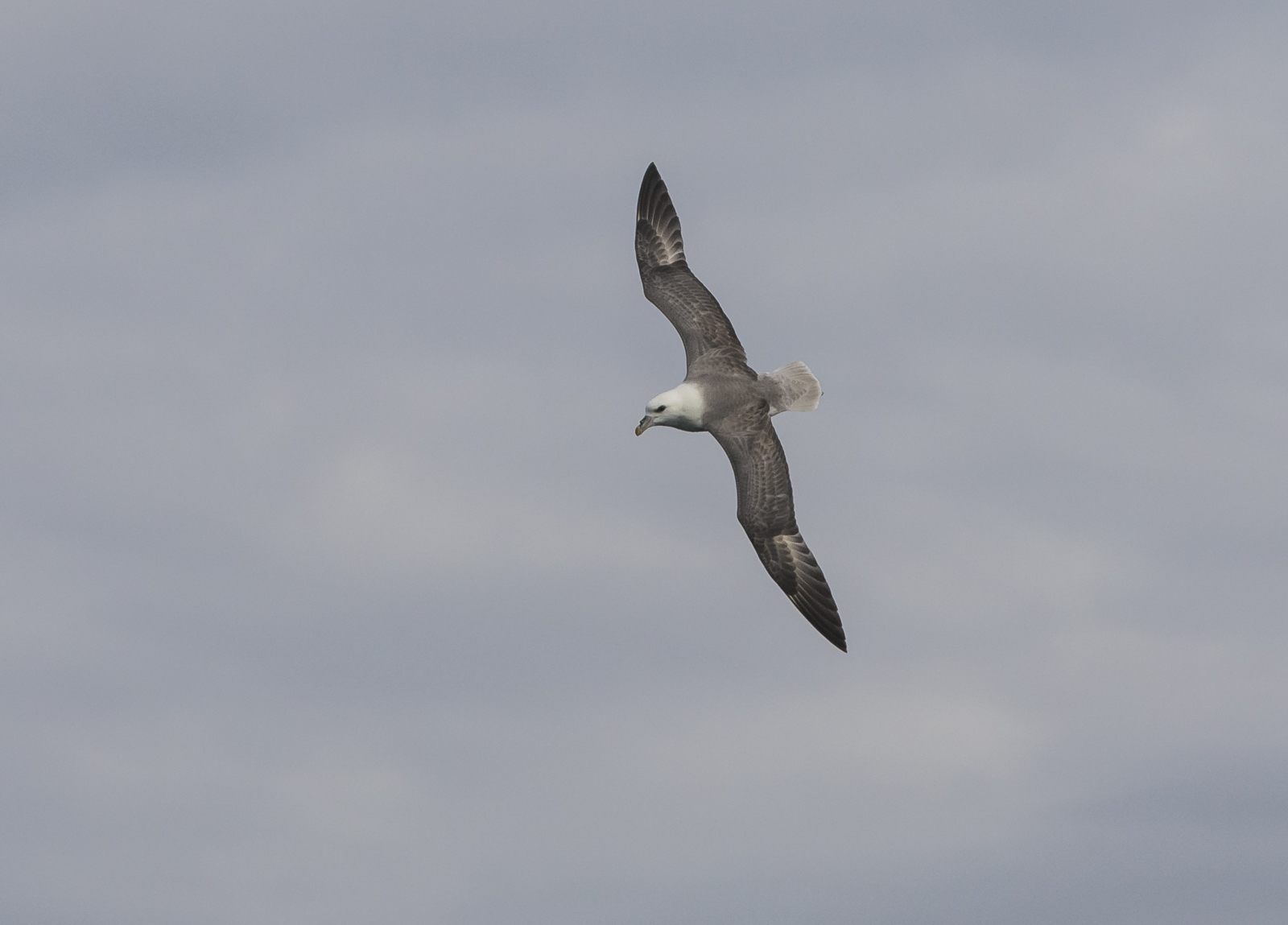 northern fulmar 1