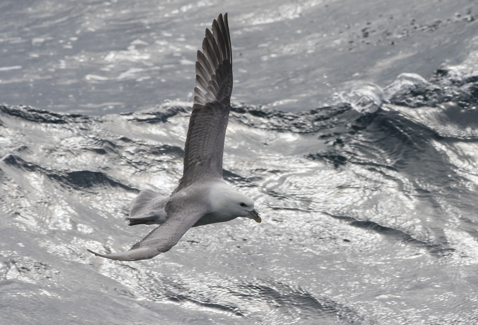 northern fulmar