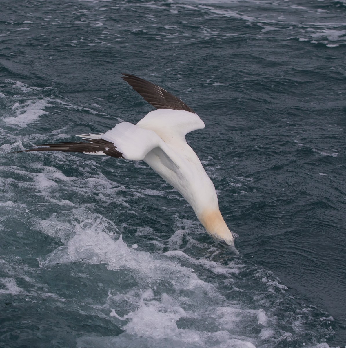 Northern Gannet at moment of imact