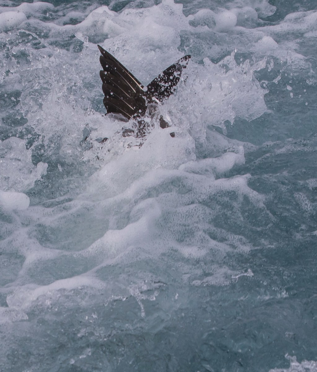 Northern Gannet dive 11