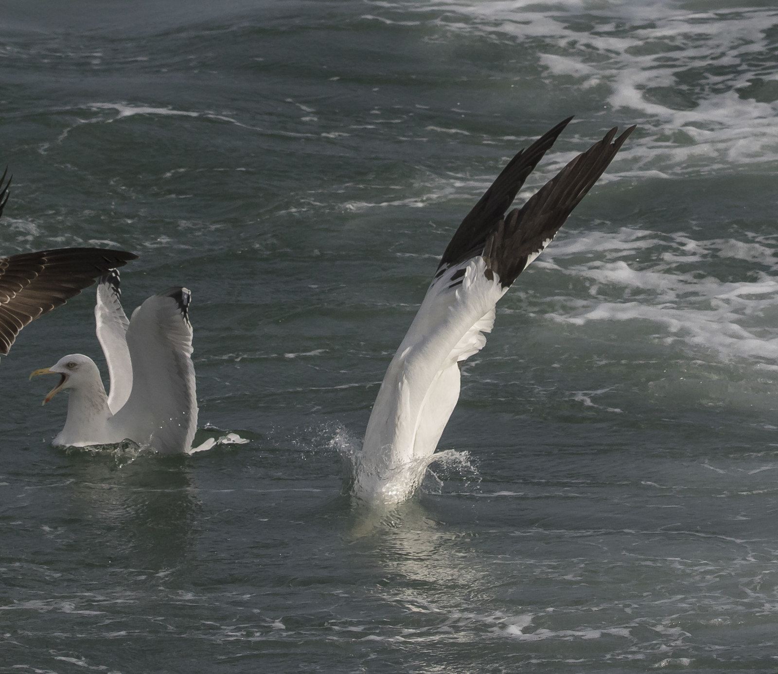 Northern Gannet dive 14