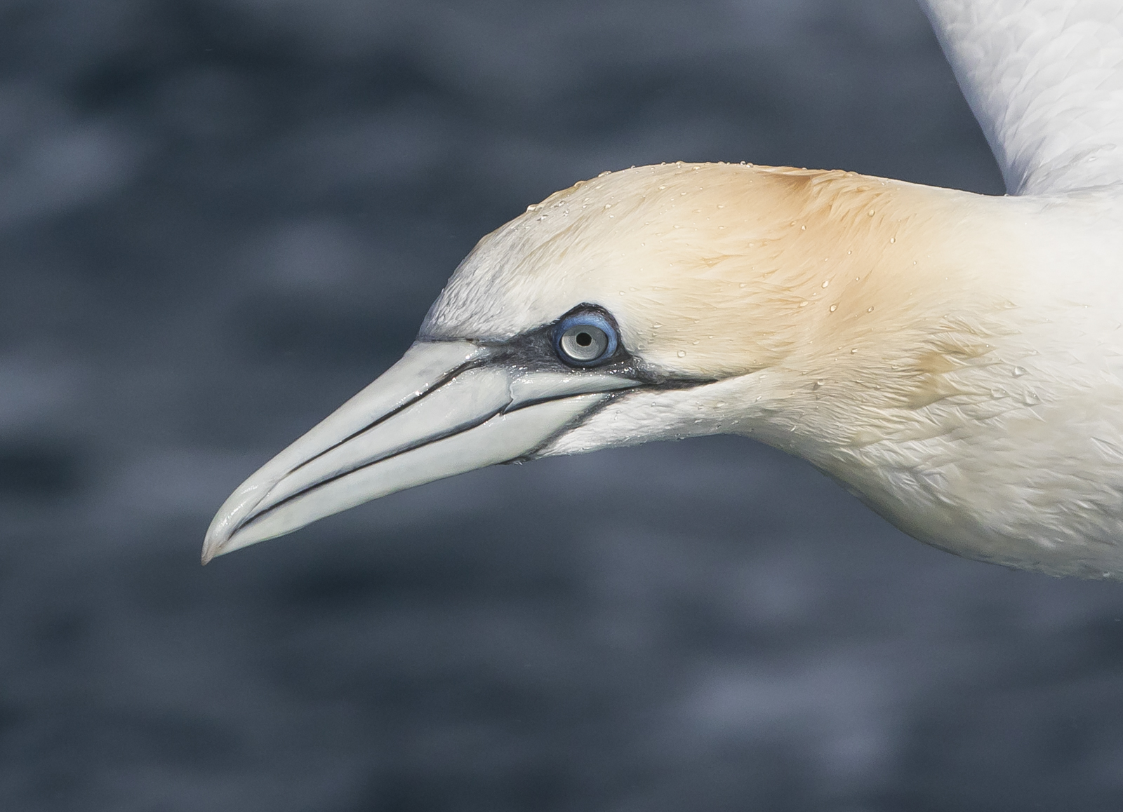Northern Gannet head close up