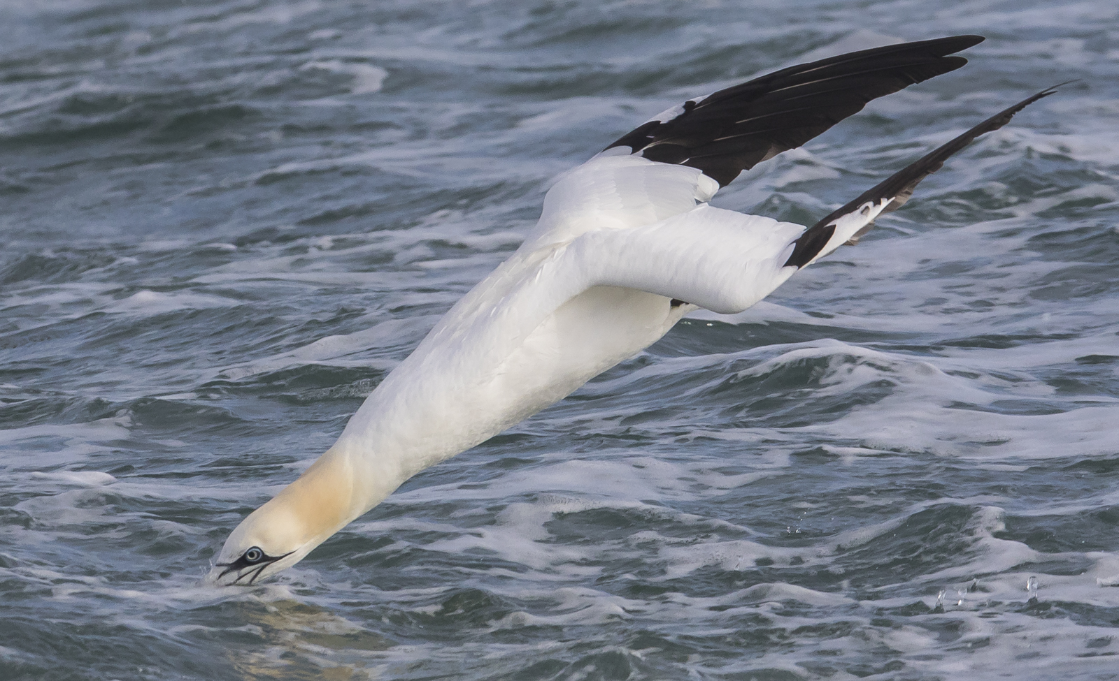 Northern Gannet just at impact with ocean
