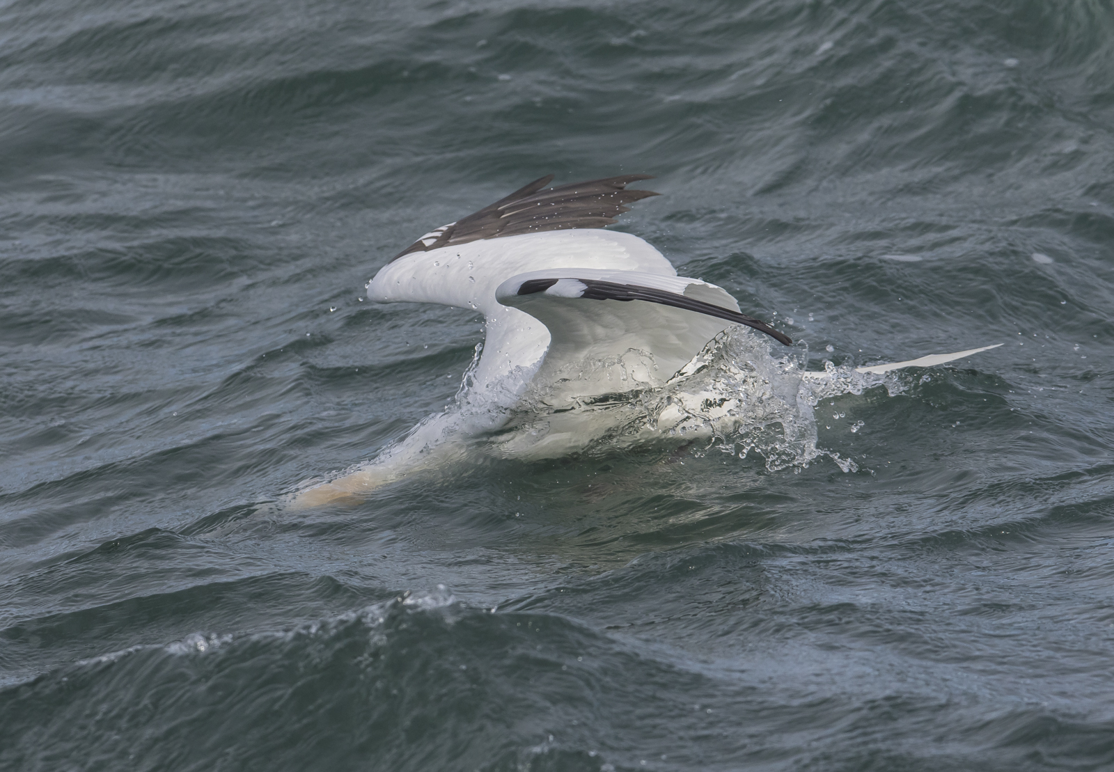 Northern Gannet landing on water 1
