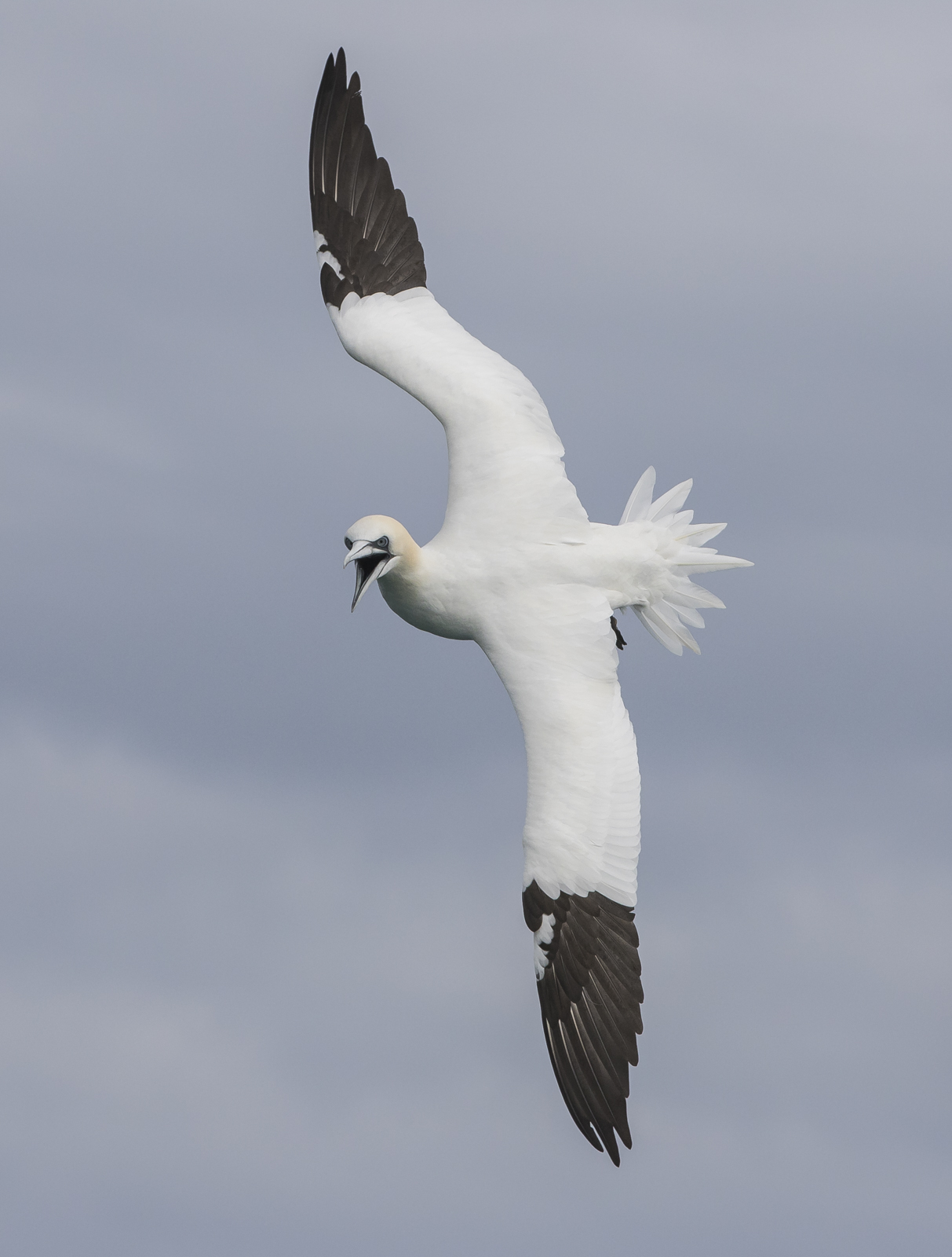 Northern Gannet turning to dive 1
