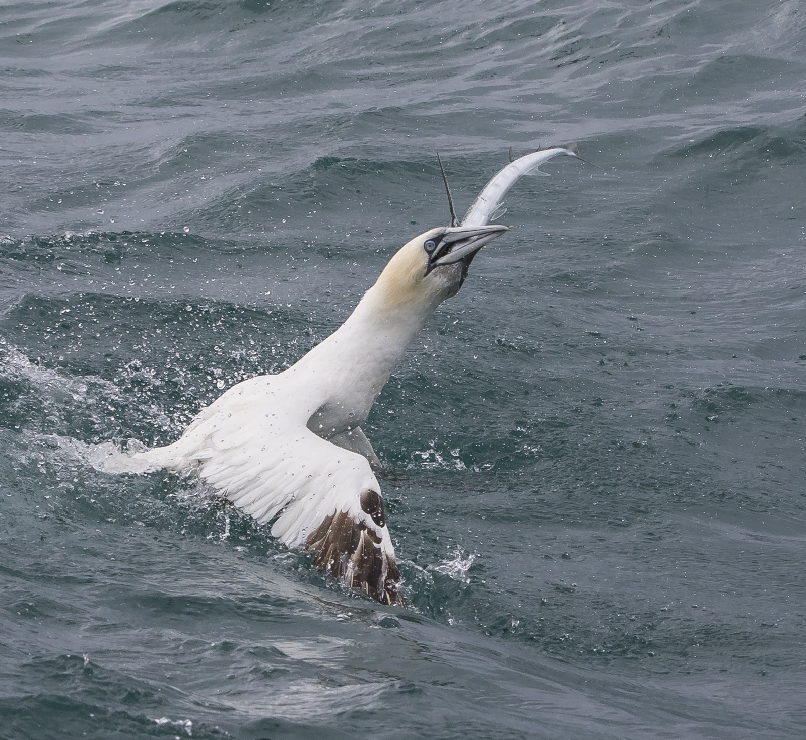 Northern Gannet with fish 1