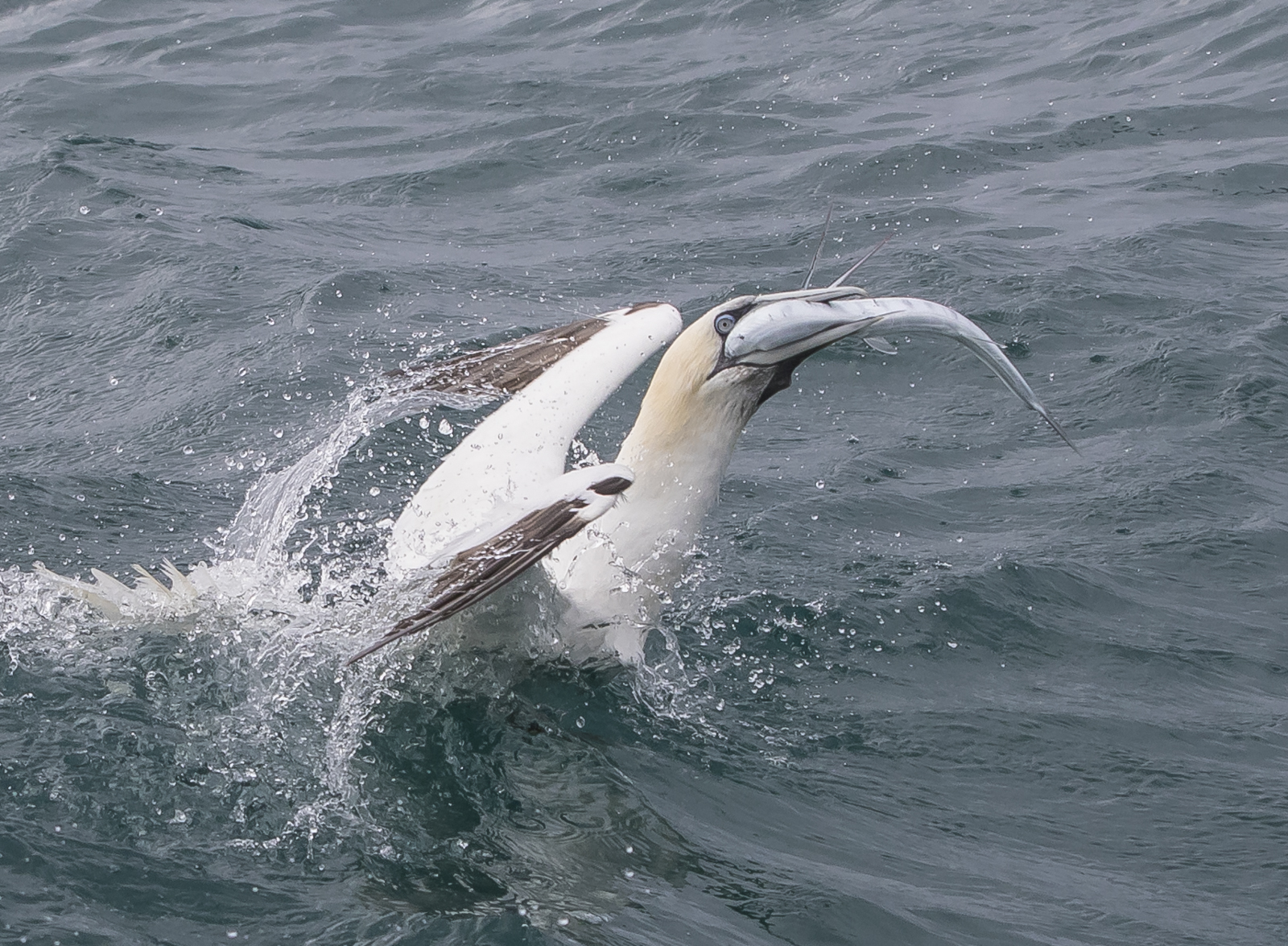 Northern Gannet with fish