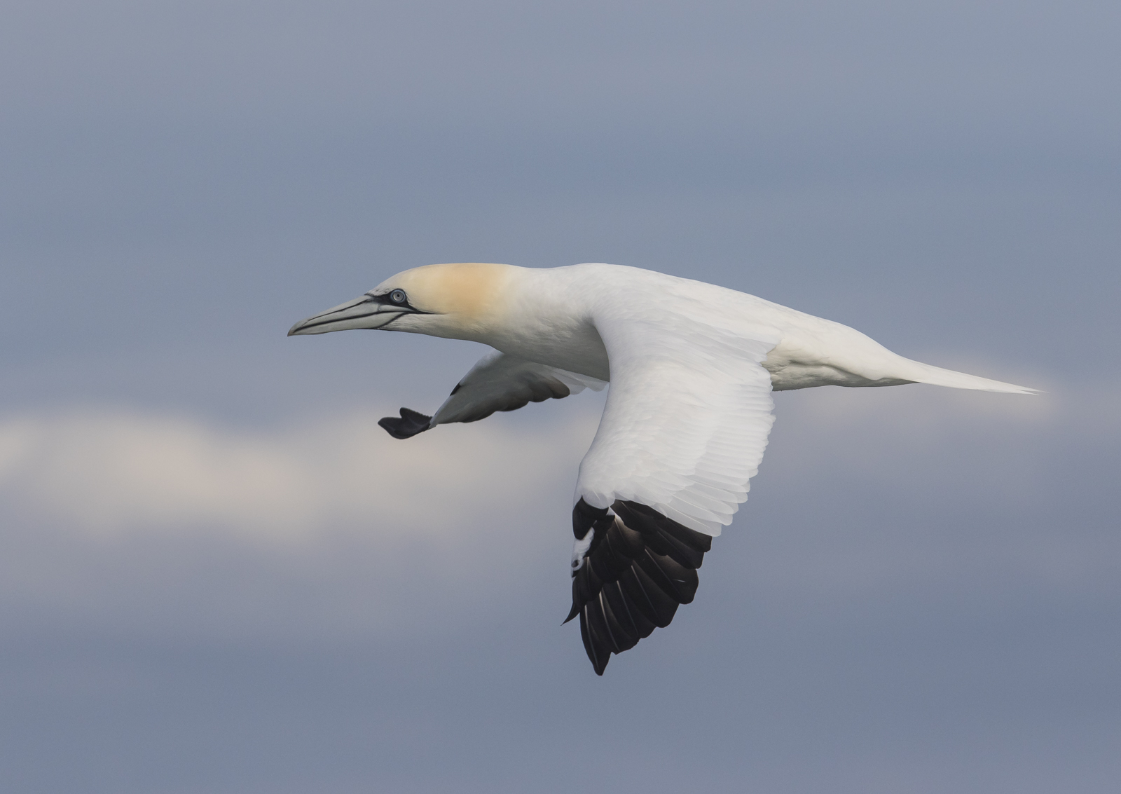 Northern Gannet with sky and clouds 2