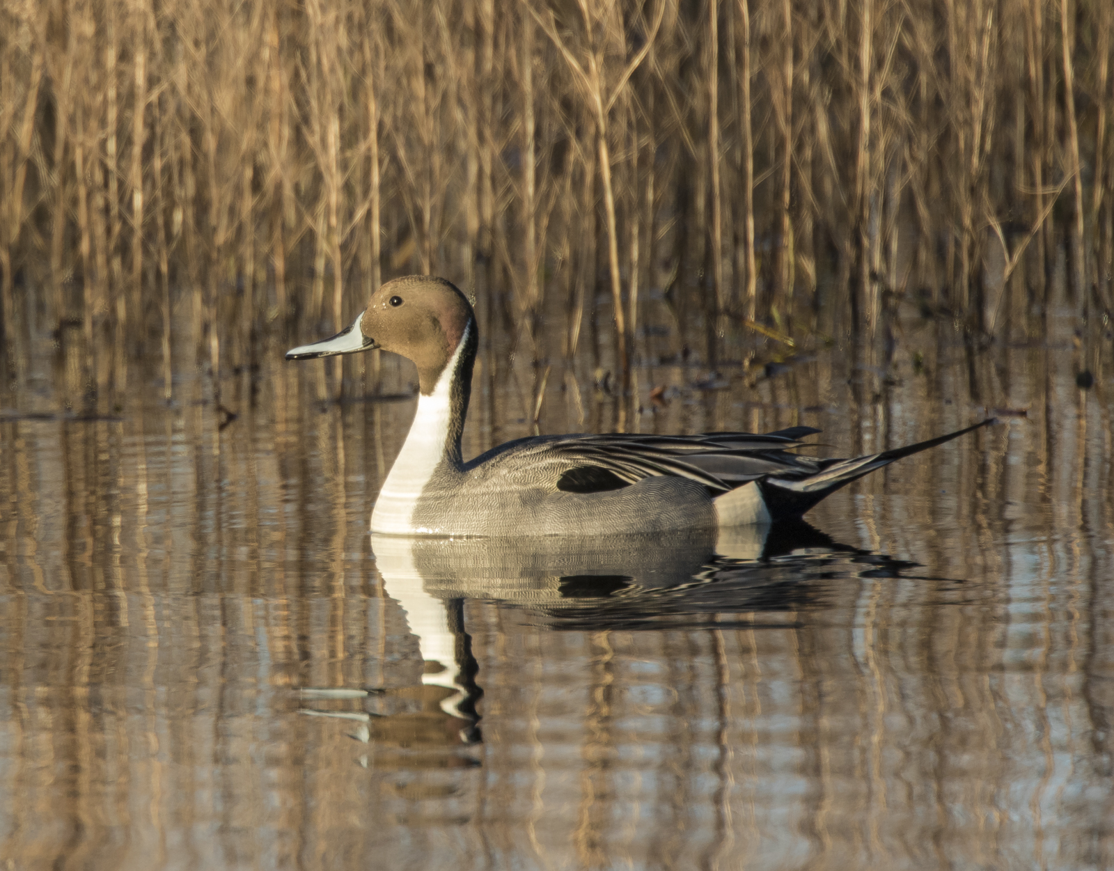 northern pintail