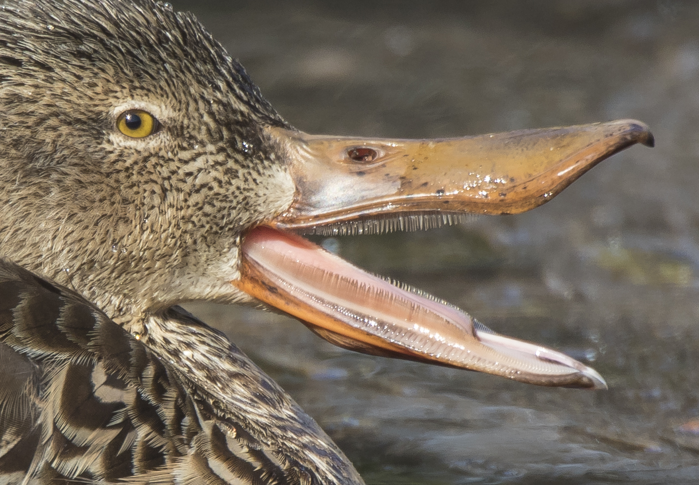 northern shoveler bill close up