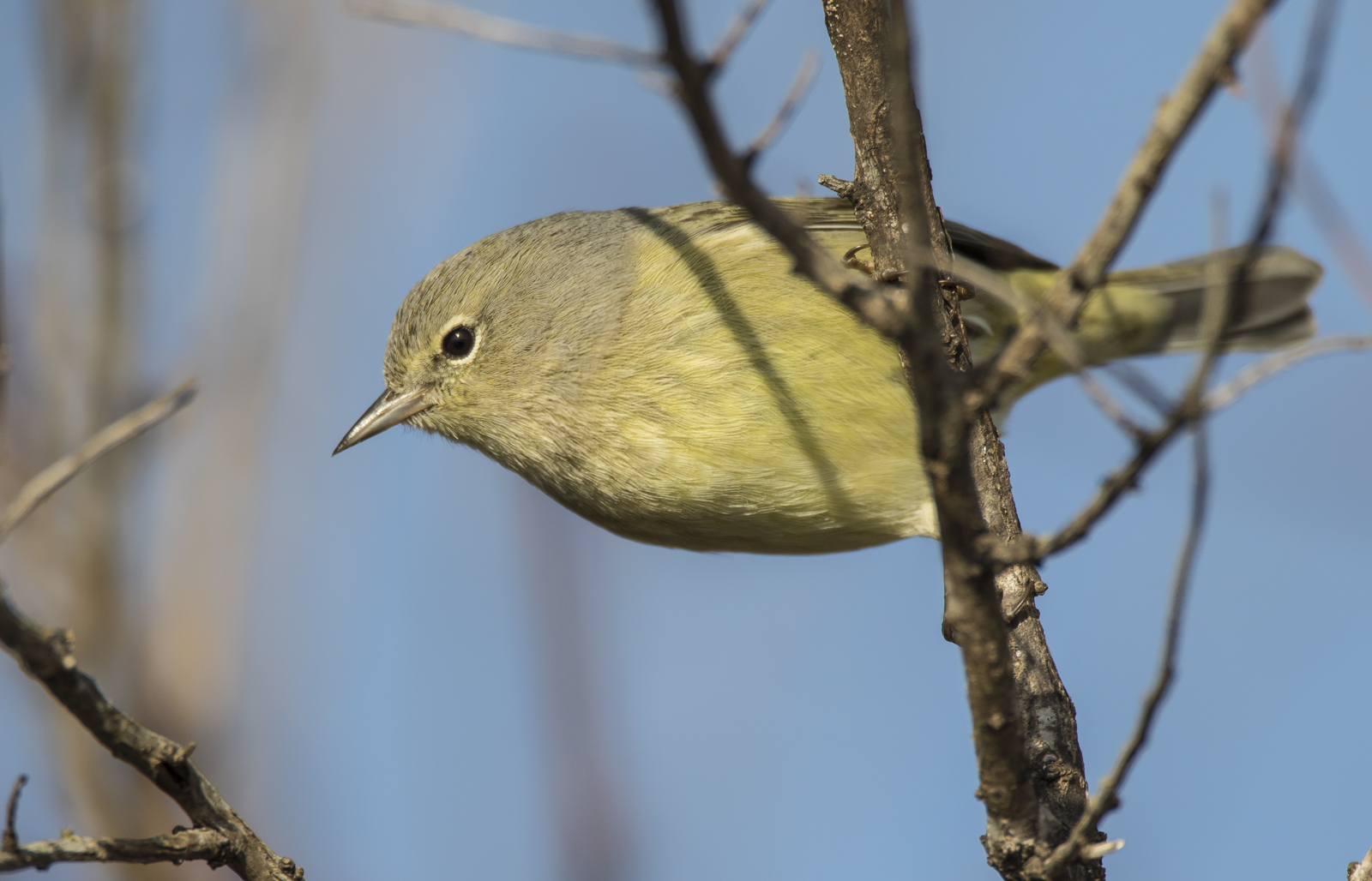 orange-crowned warbler