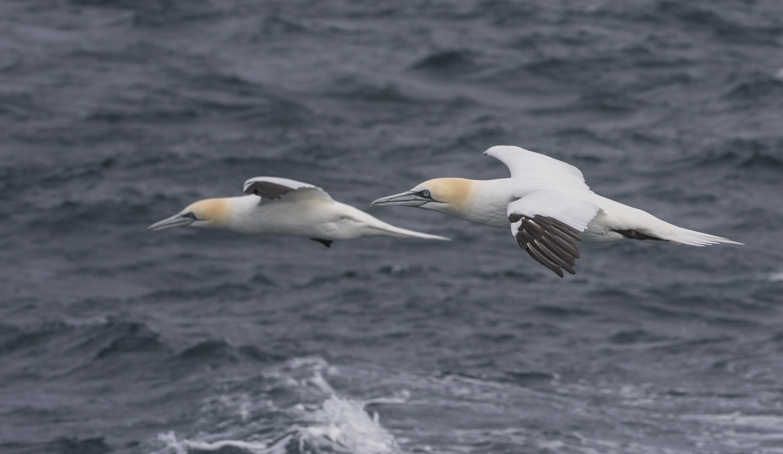 Pair of northern gannets