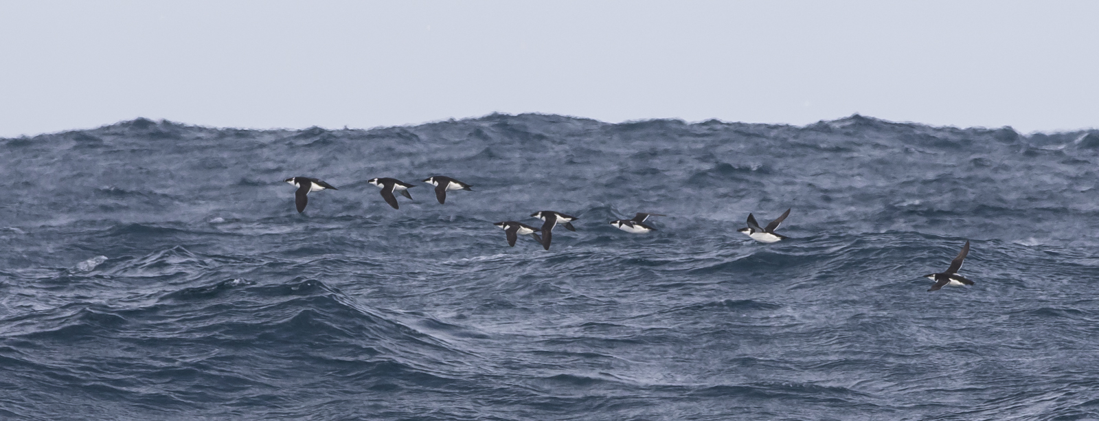 razorbill flock