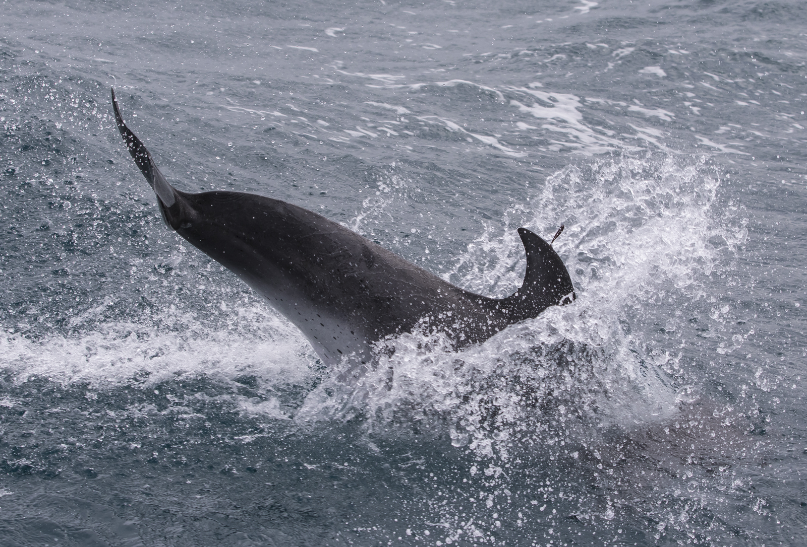 spotted dolphin leaping back into water
