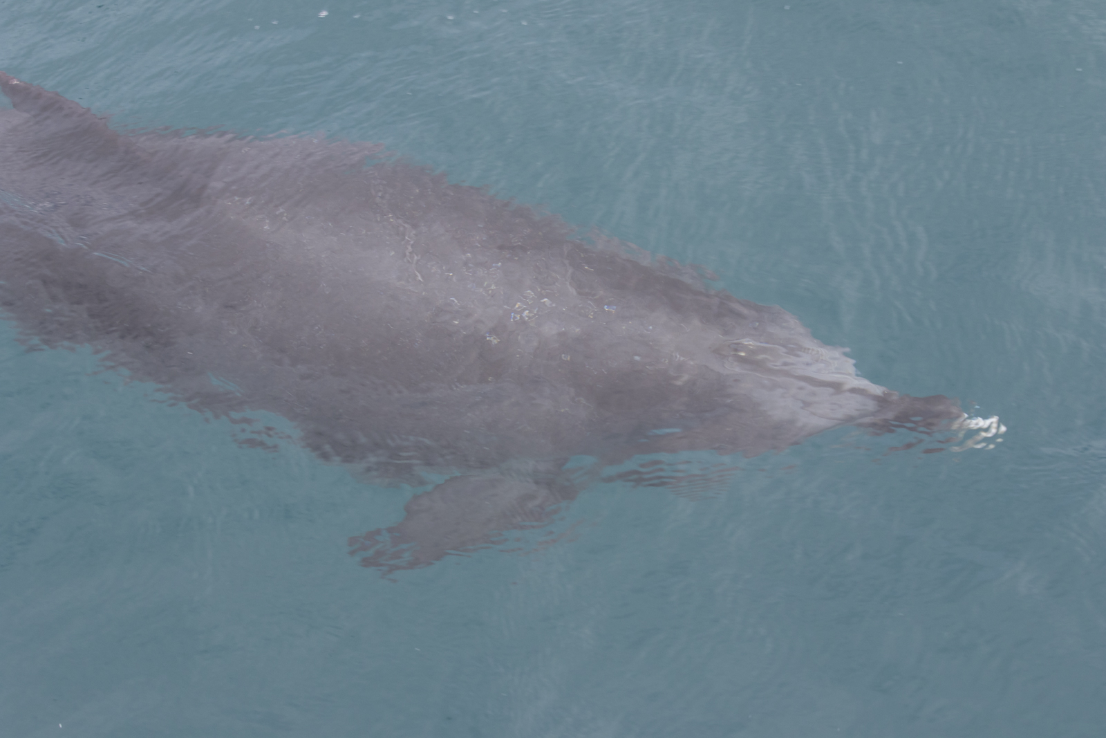 spotted dolphin underwater next to bow