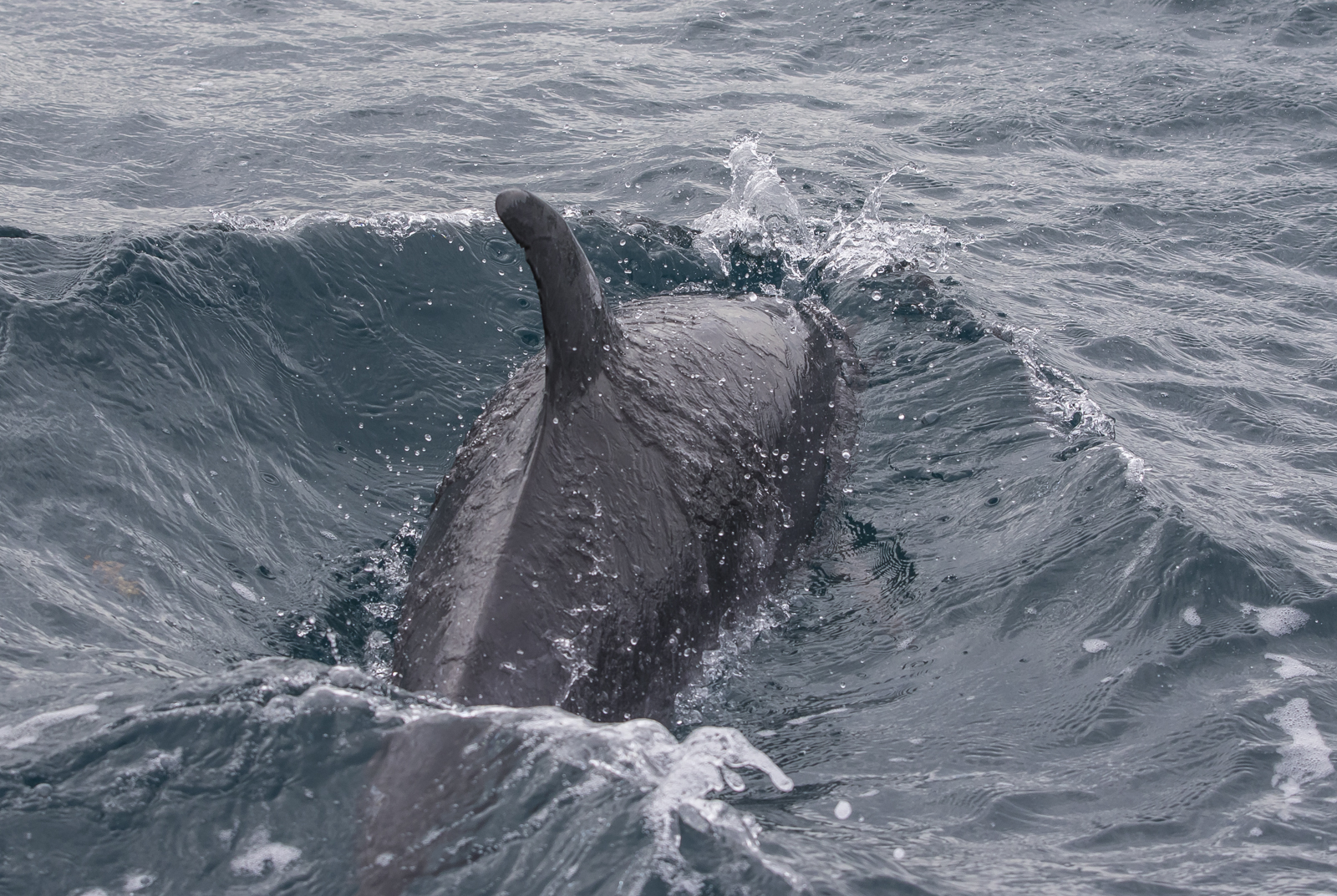 spotted dolphin wave riding