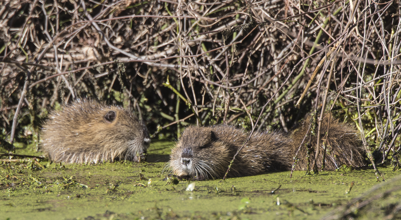 Trio of young nutria